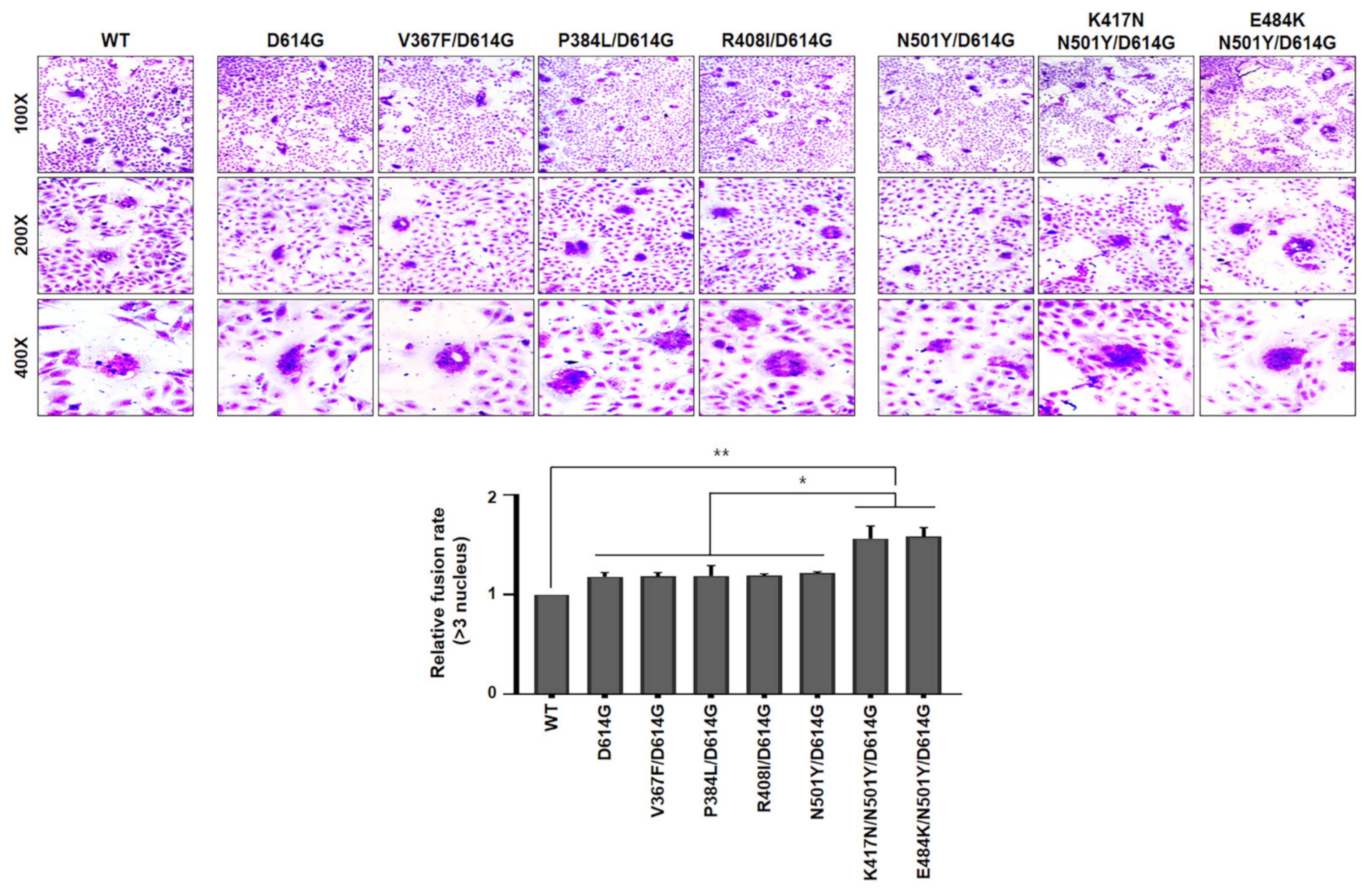 Viruses 13 00633 g004