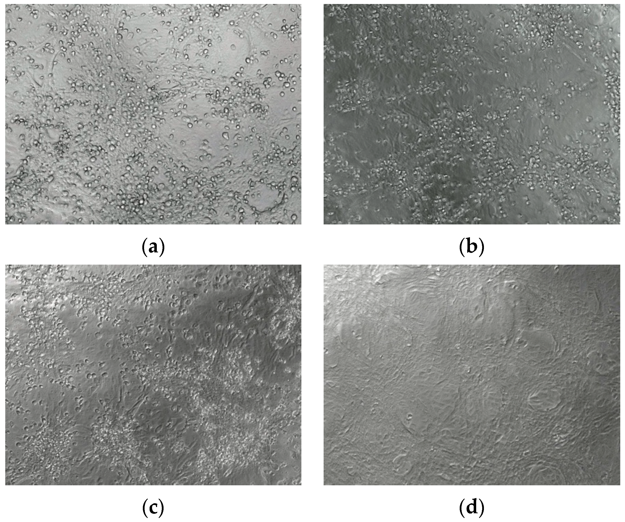 Viruses 13 00643 g003a