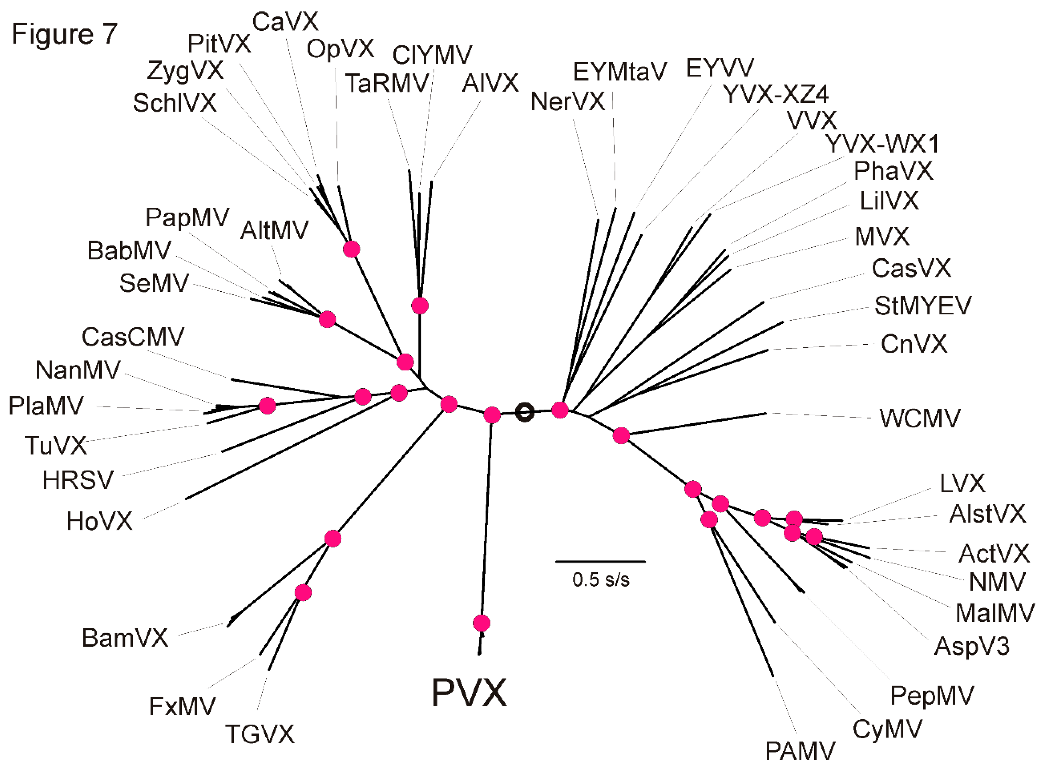 Viruses 13 00644 g007