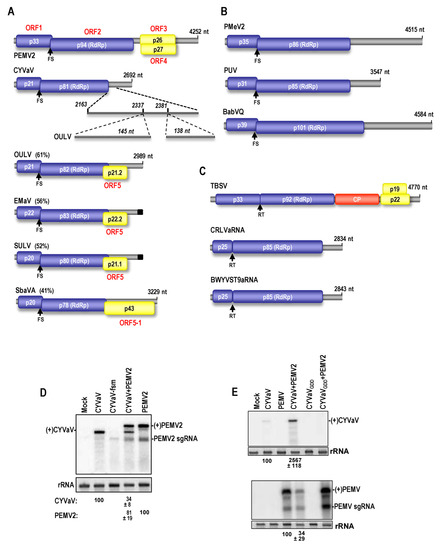 Viruses 13 00646 g001