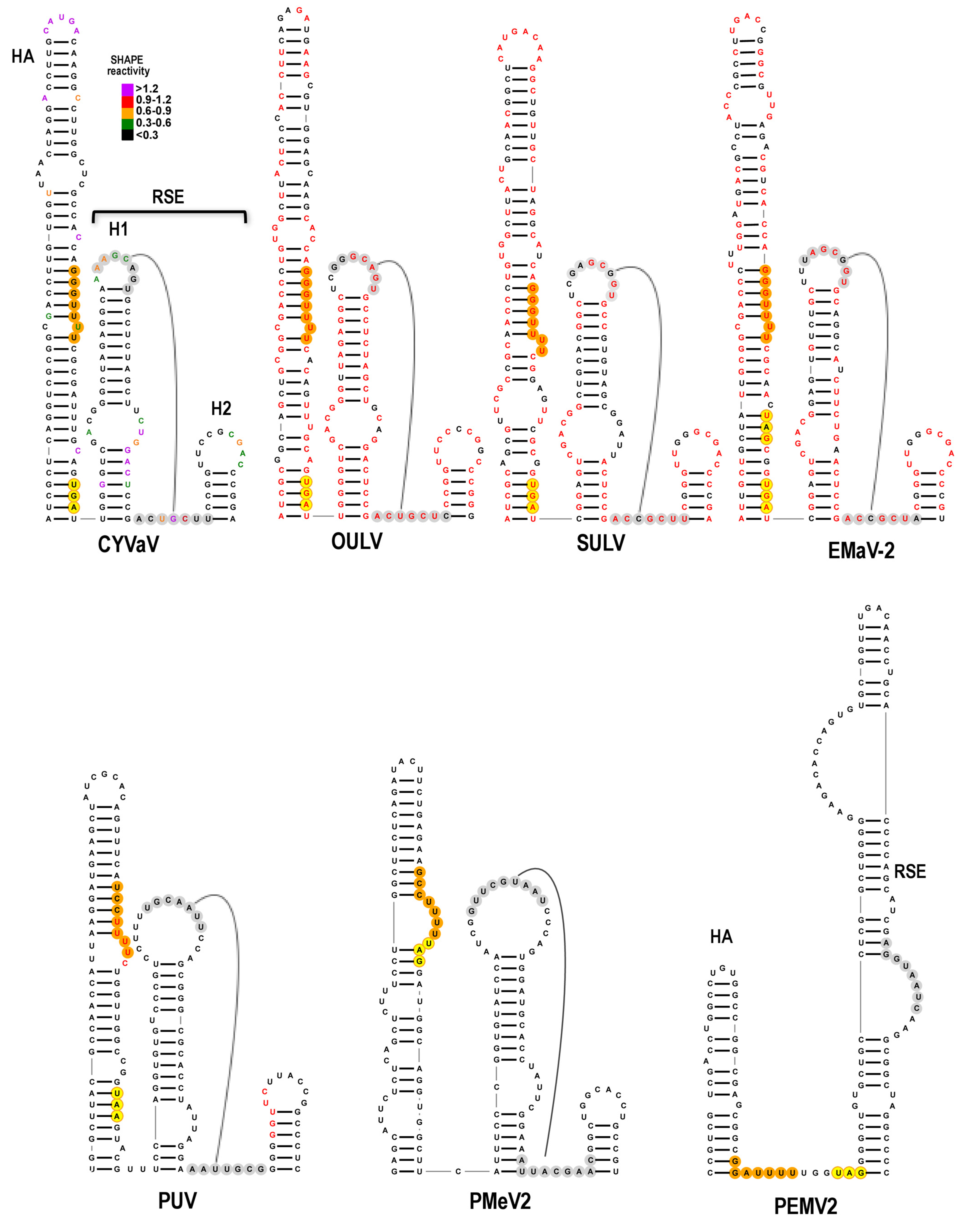 Viruses 13 00646 g006