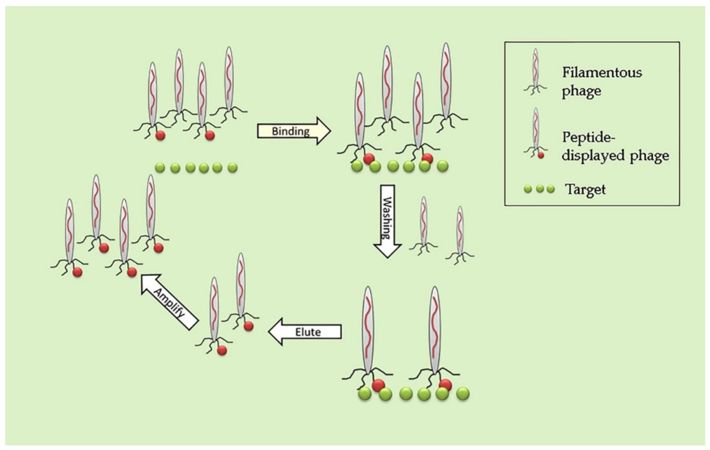 Viruses 13 00649 g002