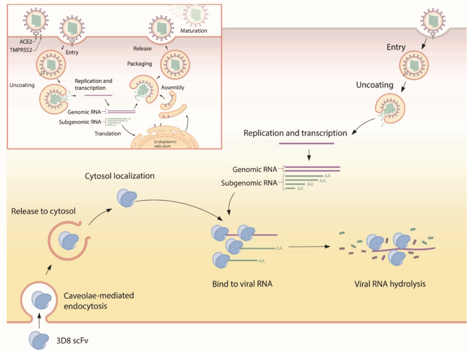 Viruses 13 00650 g006 Viruses 13 00650 g006