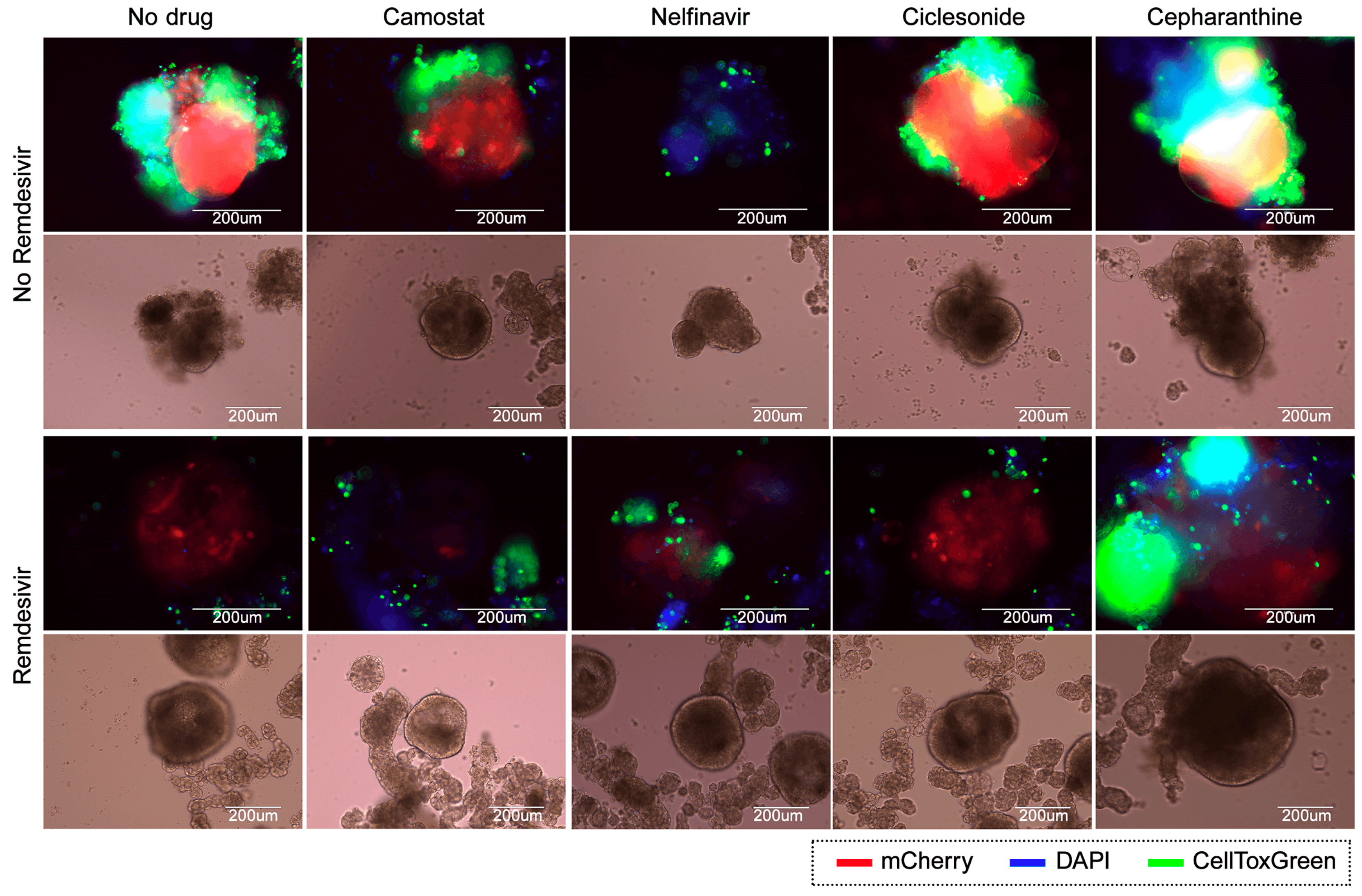 Viruses 13 00651 g005 Viruses 13 00651 g005