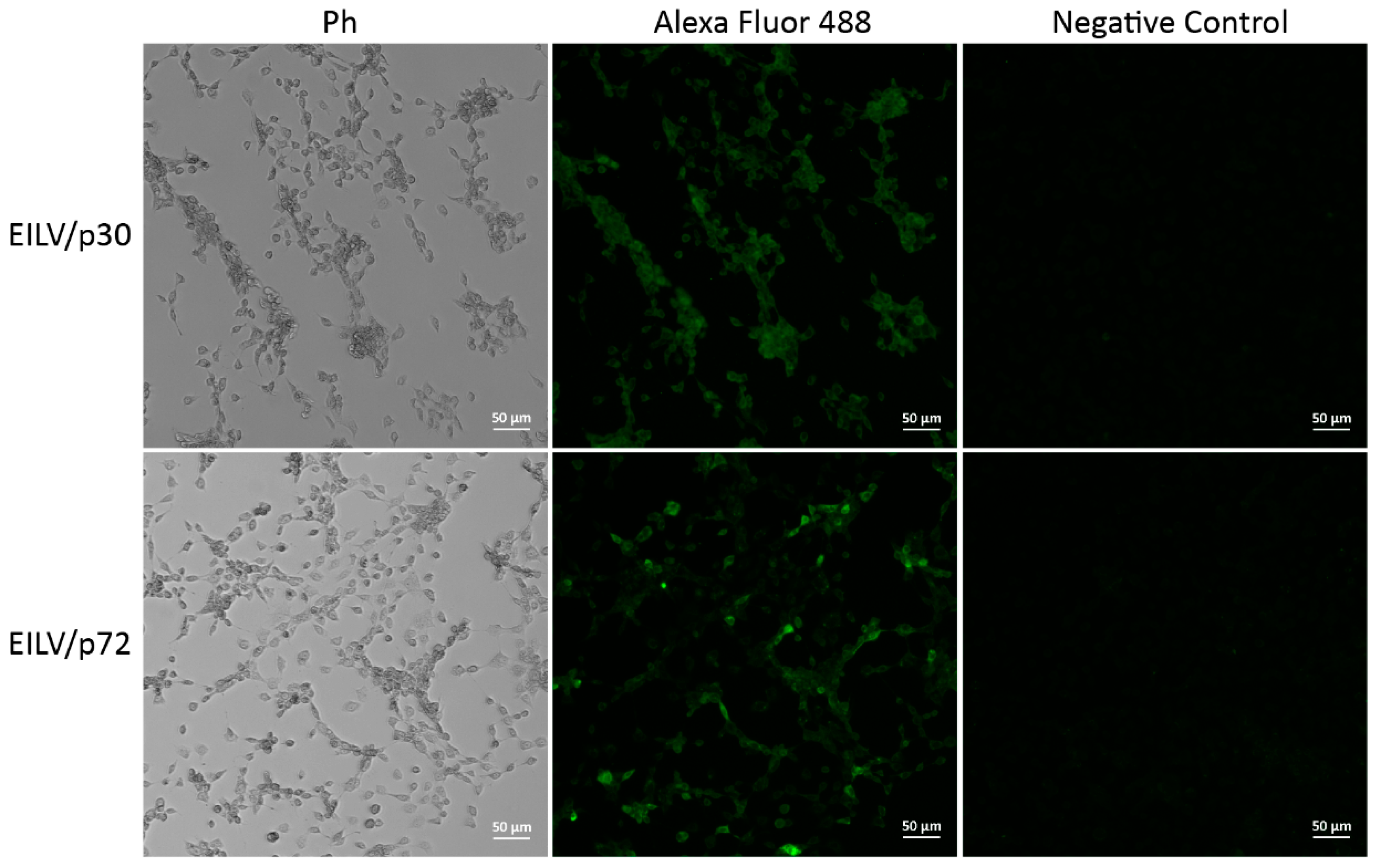 Viruses 13 00660 g006