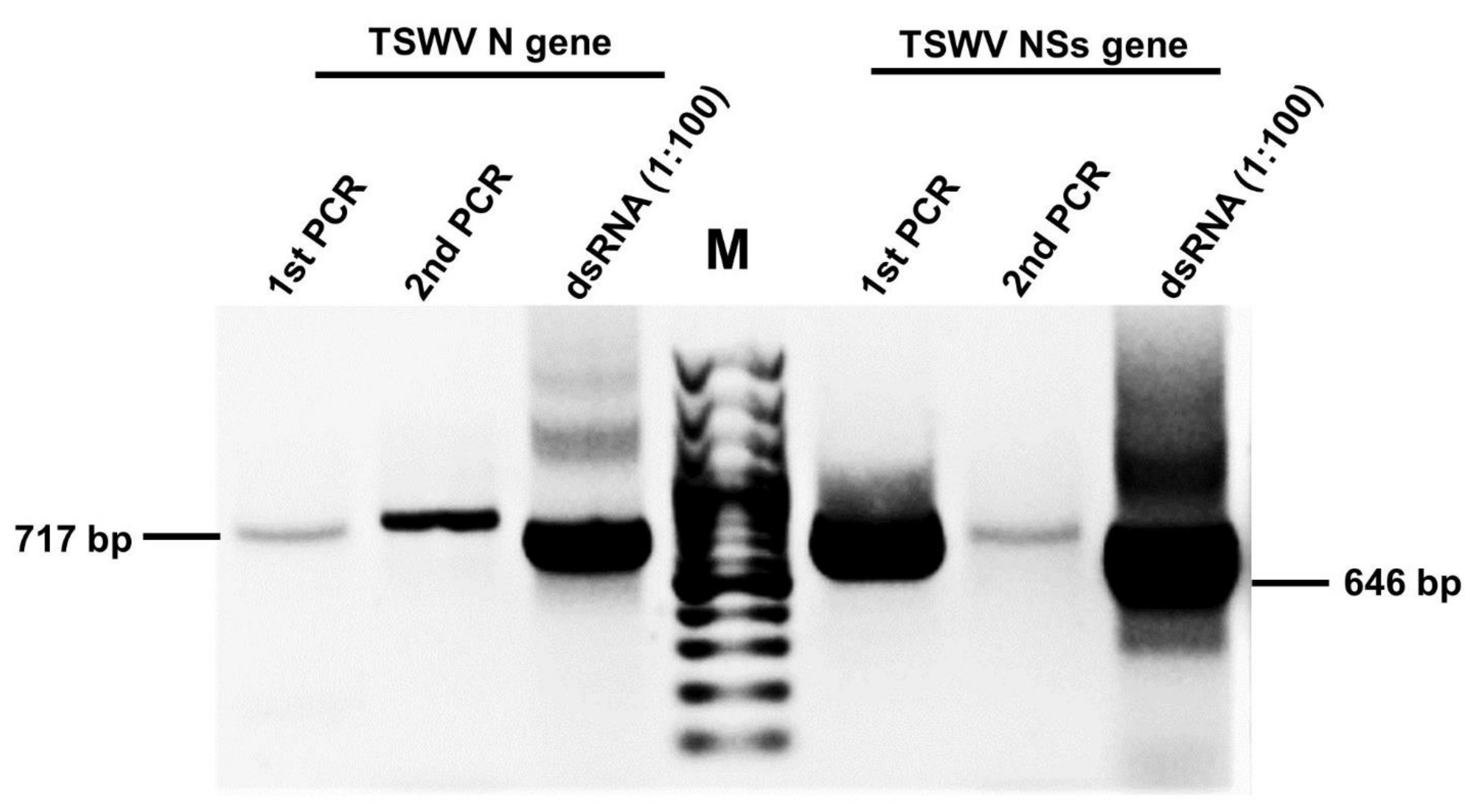 Viruses 13 00662 g001