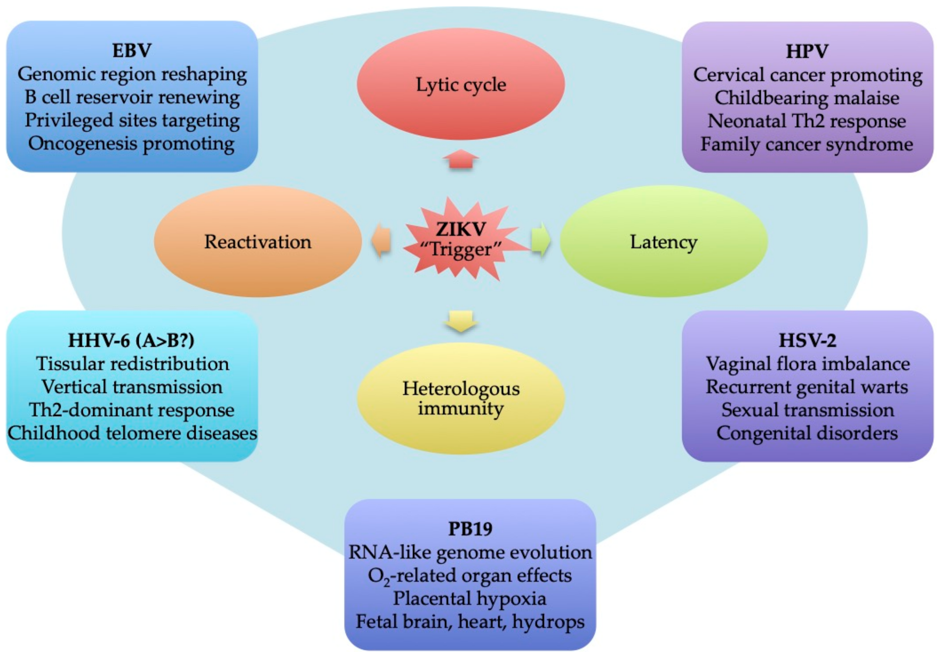 Viruses 13 00669 g005