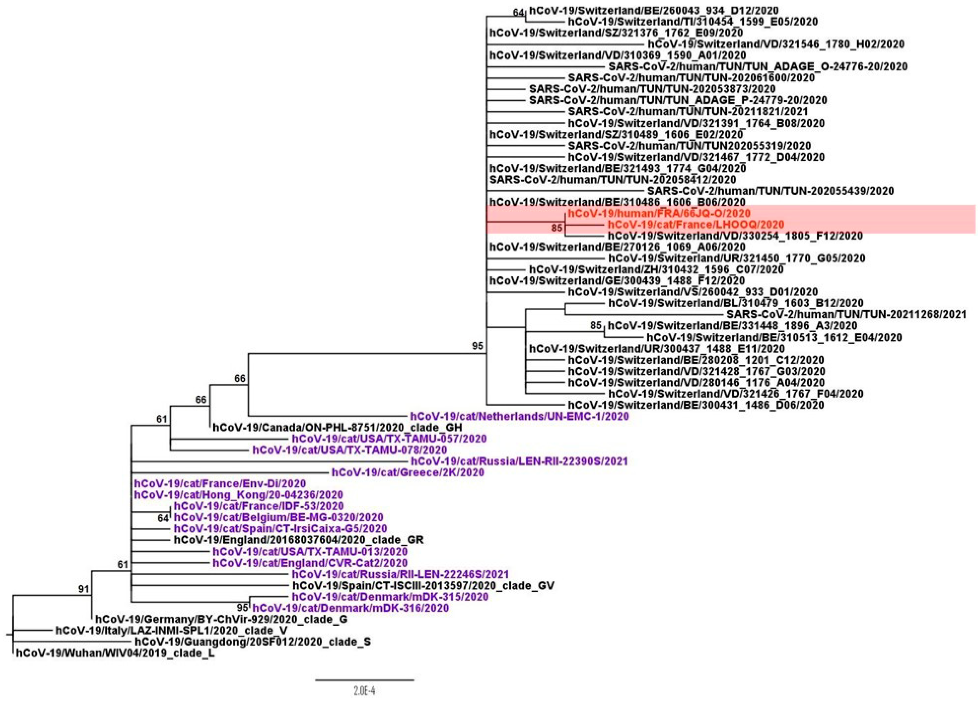 Viruses 13 00673 g001