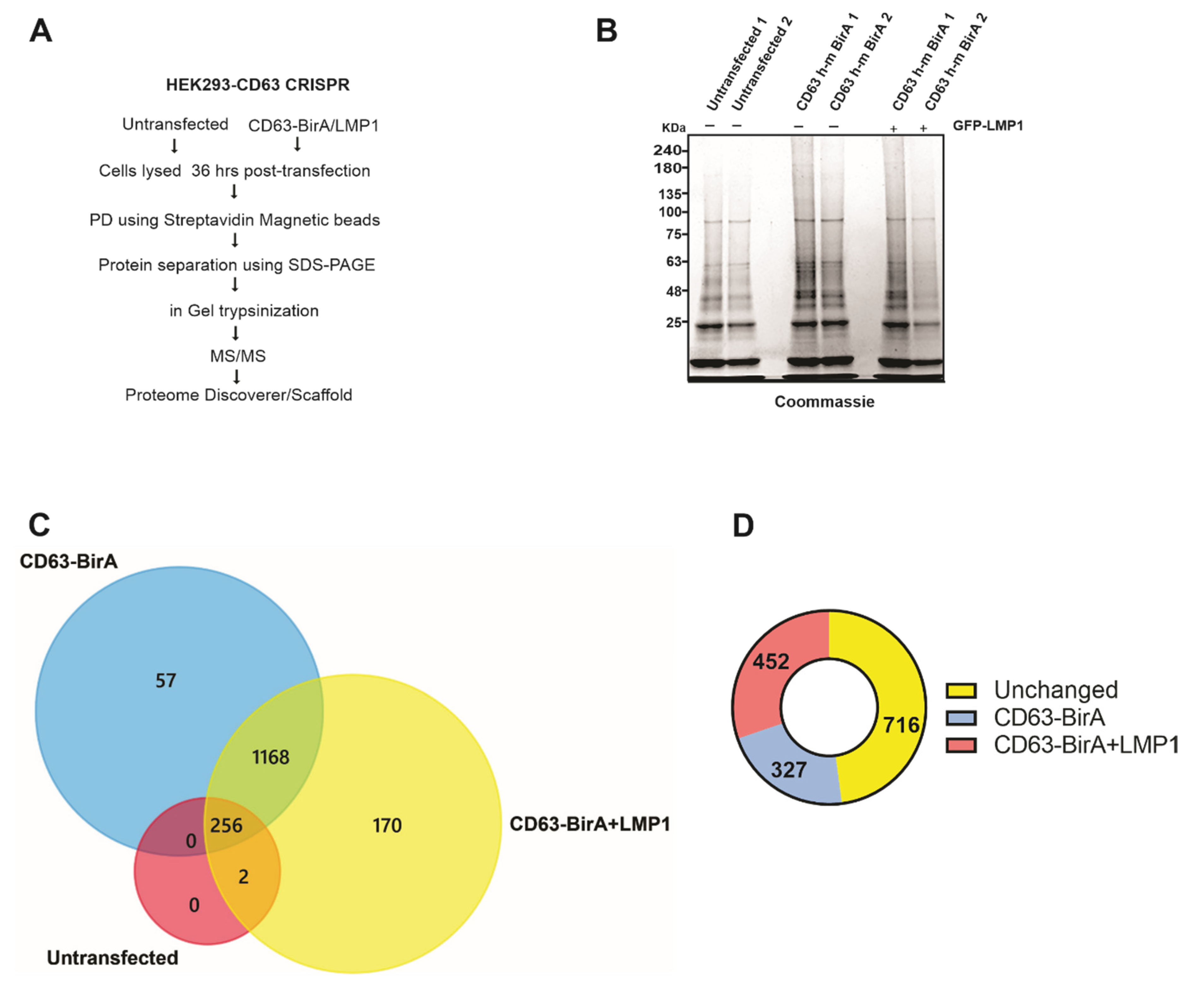 Viruses 13 00675 g003