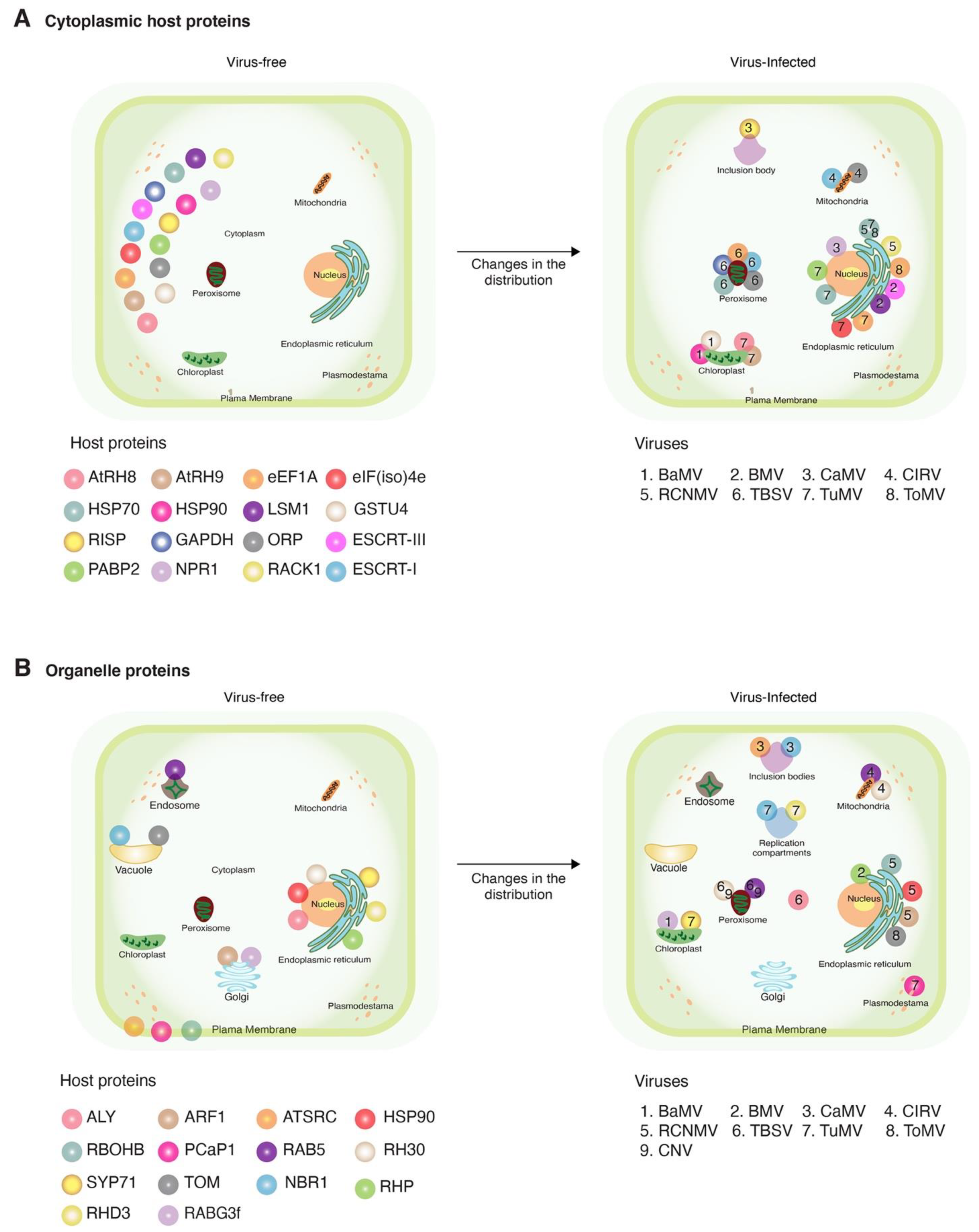 Viruses 13 00677 g002