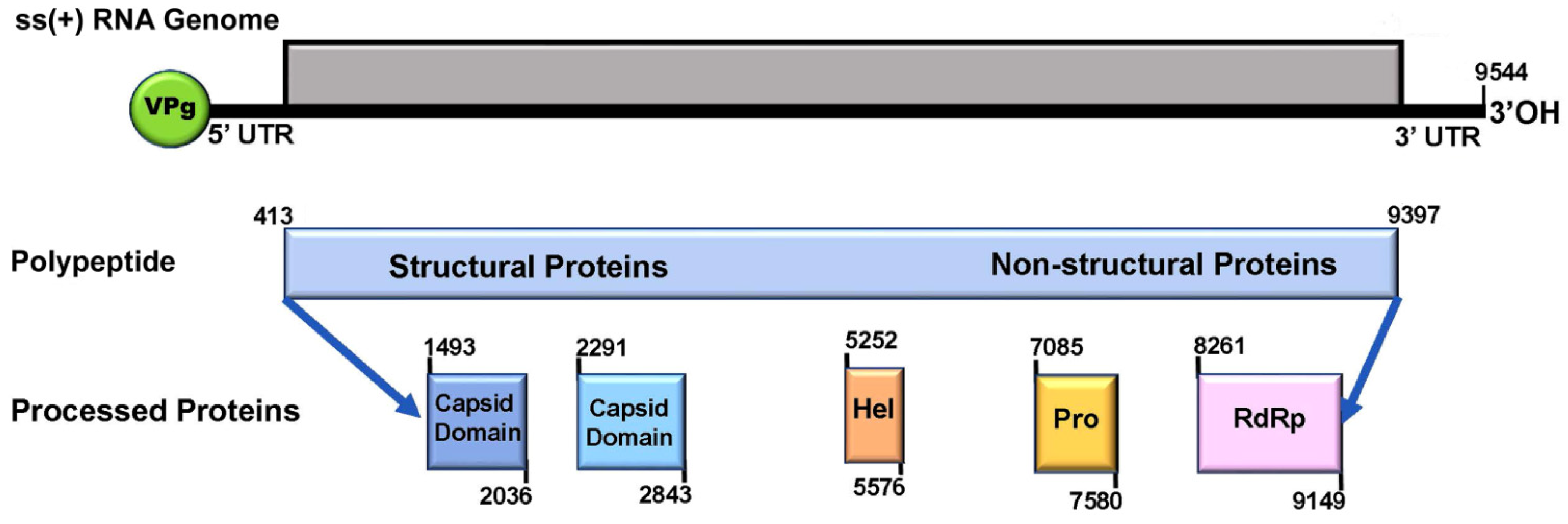 Viruses 13 00679 g001 Viruses 13 00679 g001