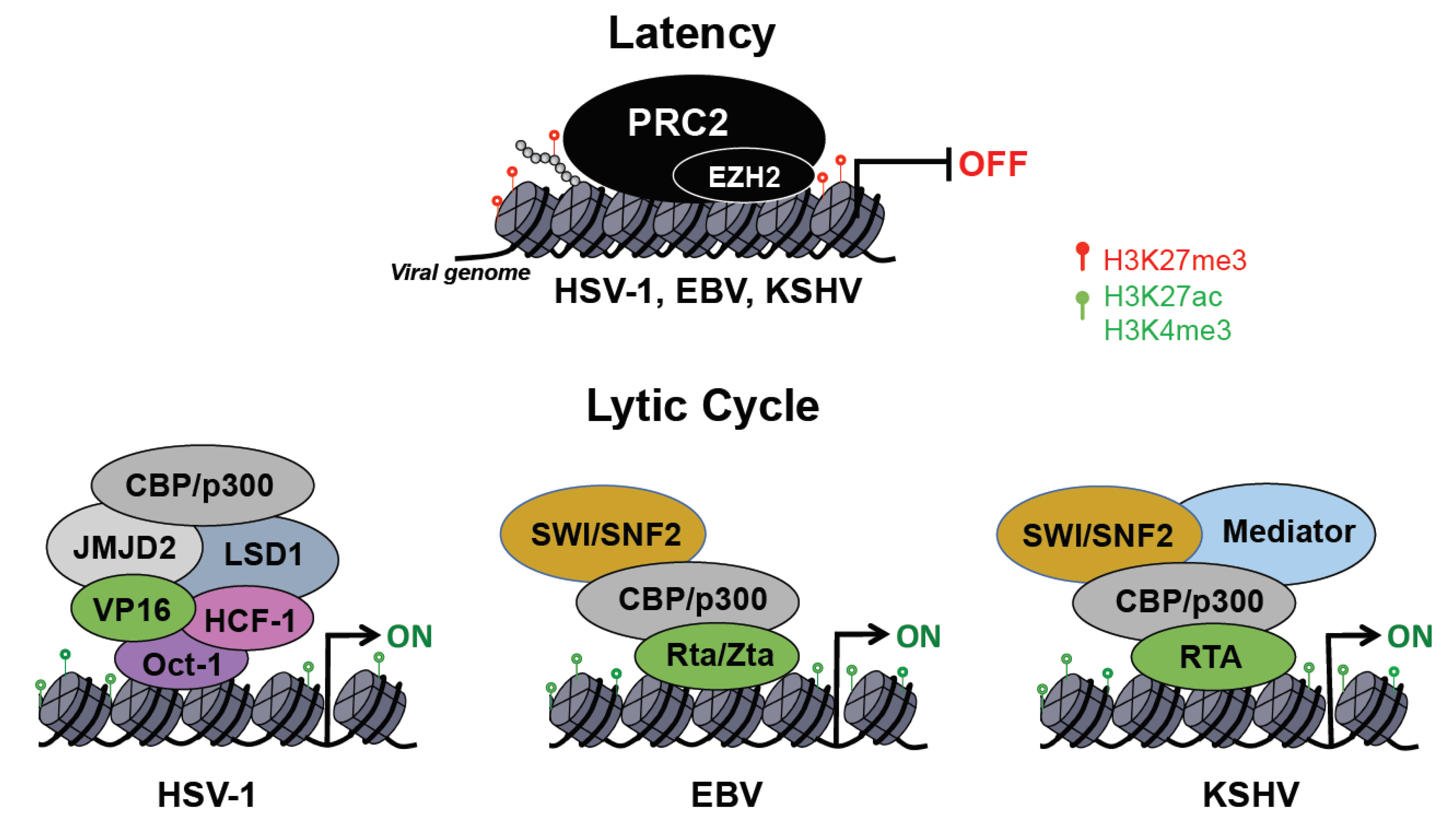 Viruses 13 00681 g002