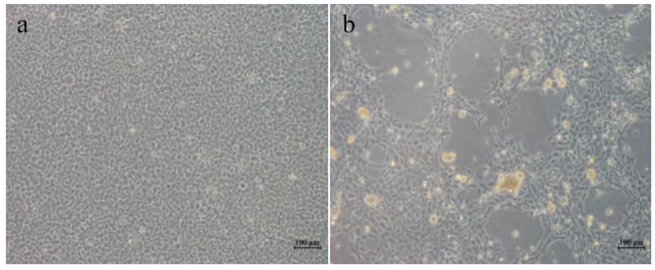 Viruses 13 00690 g001