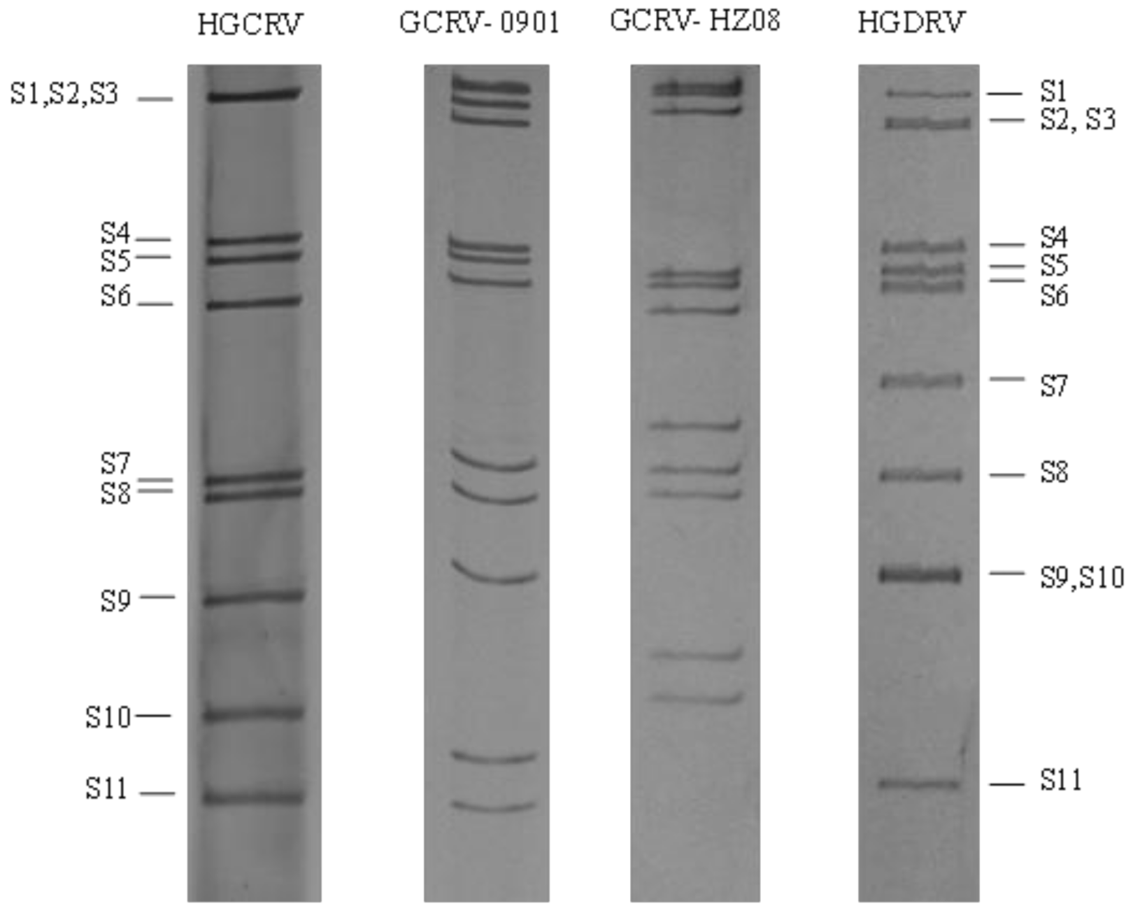 Viruses 13 00690 g003