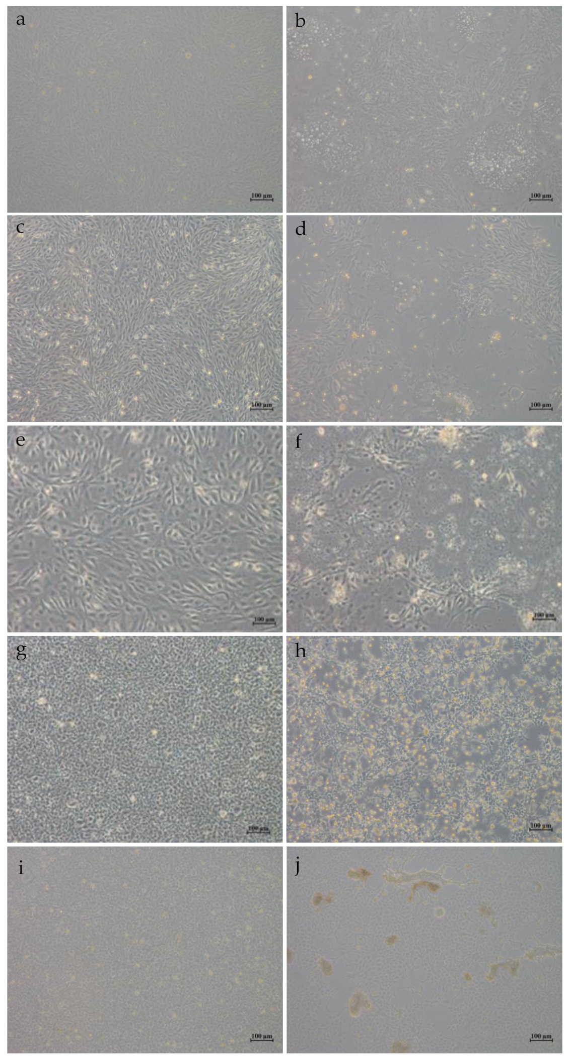 Viruses 13 00690 g007