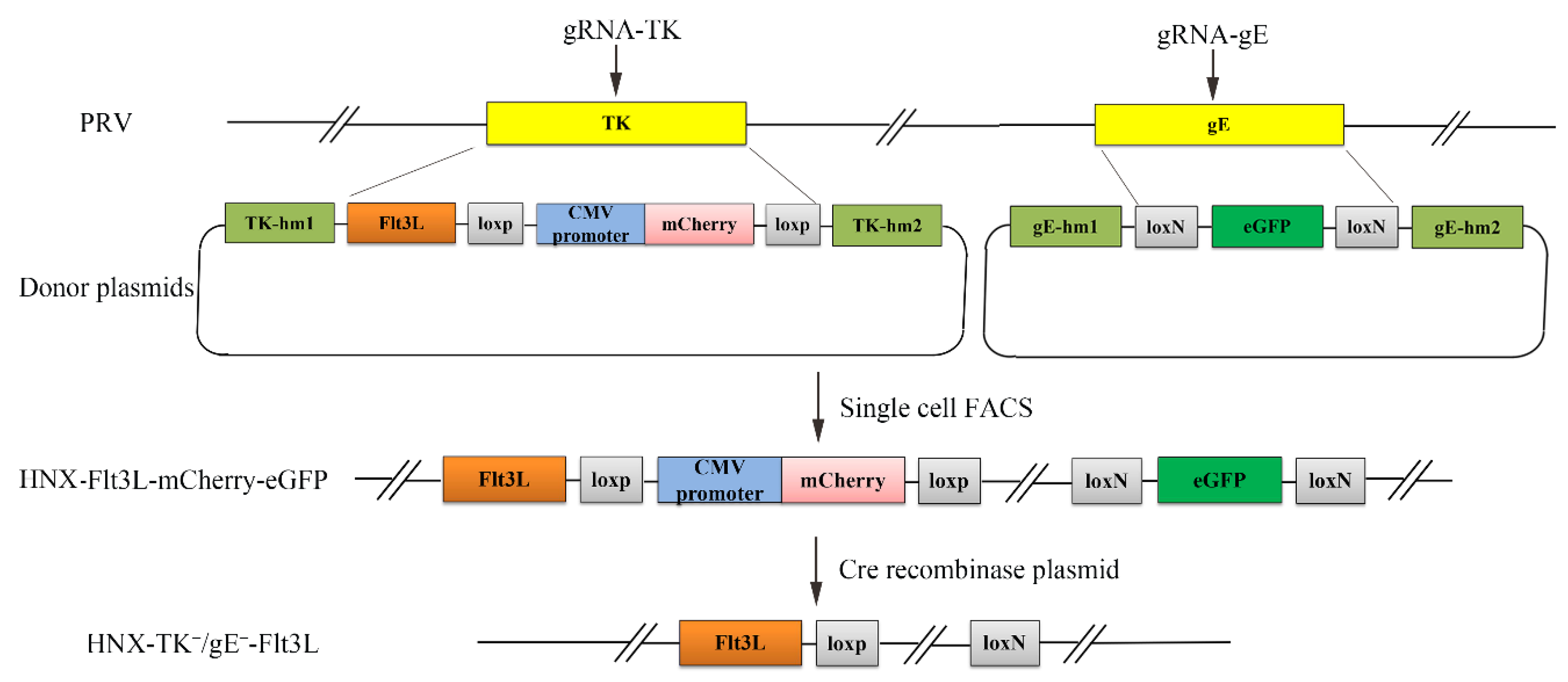 Viruses 13 00691 g001