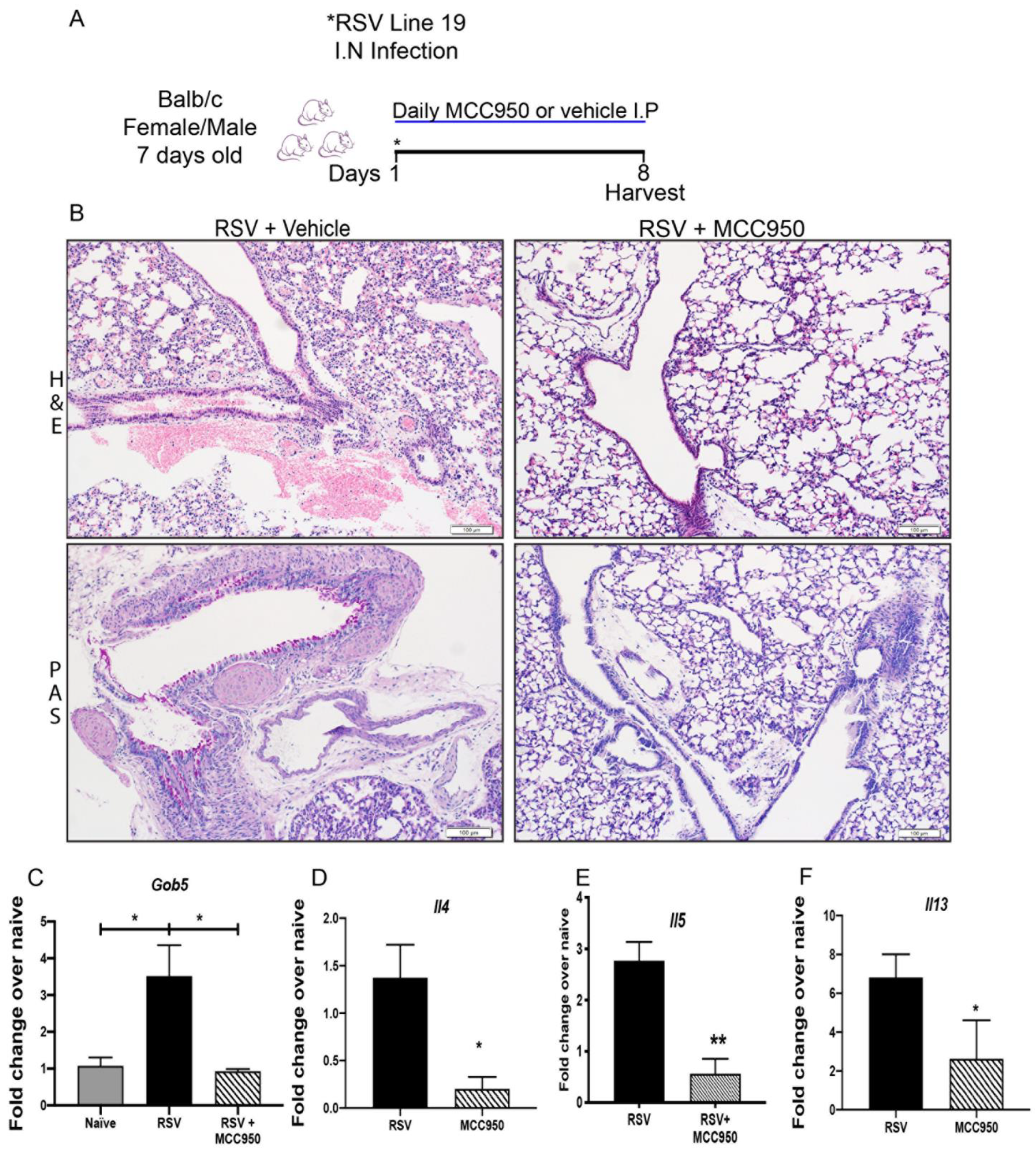 Viruses 13 00692 g003