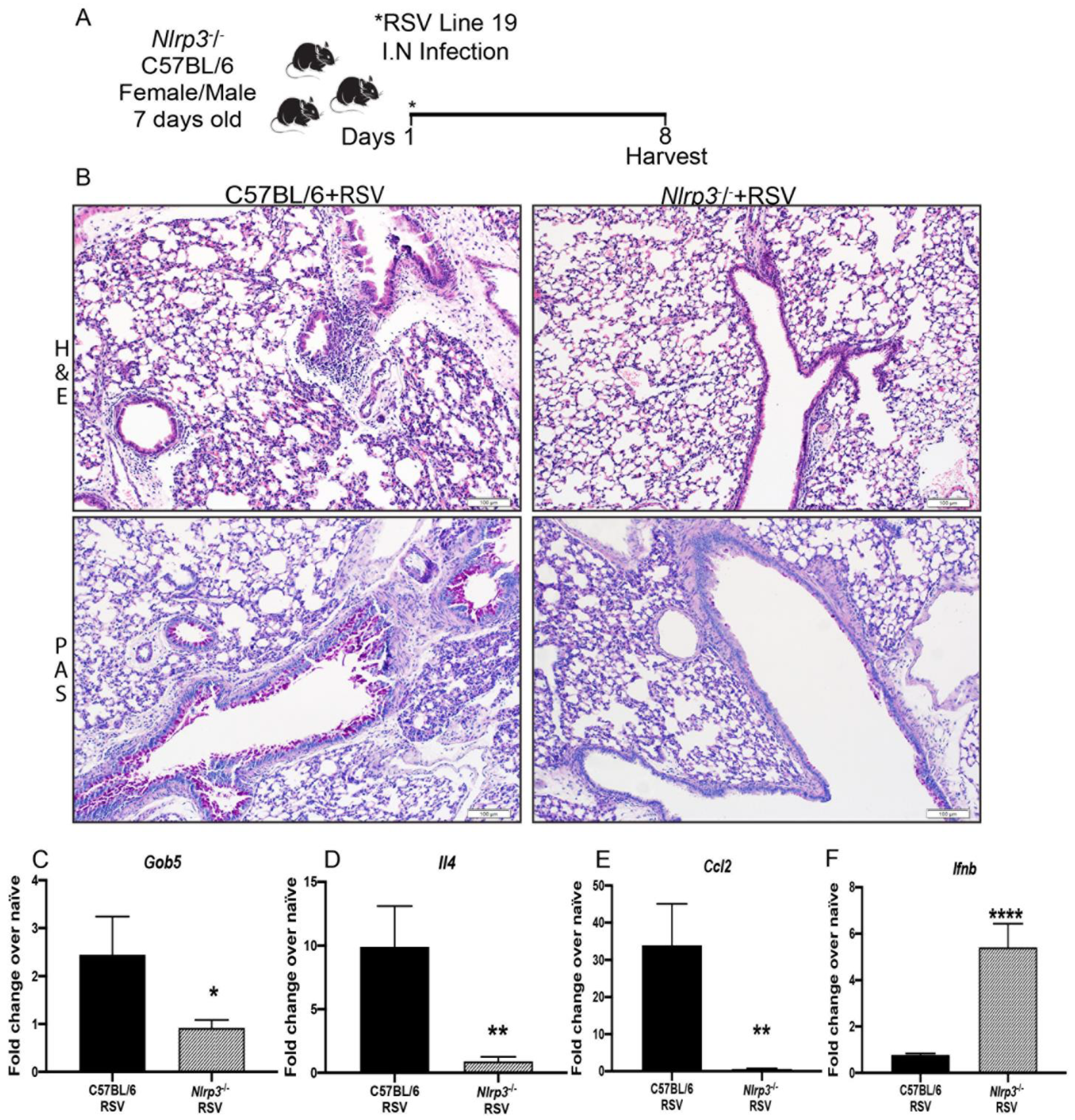 Viruses 13 00692 g005