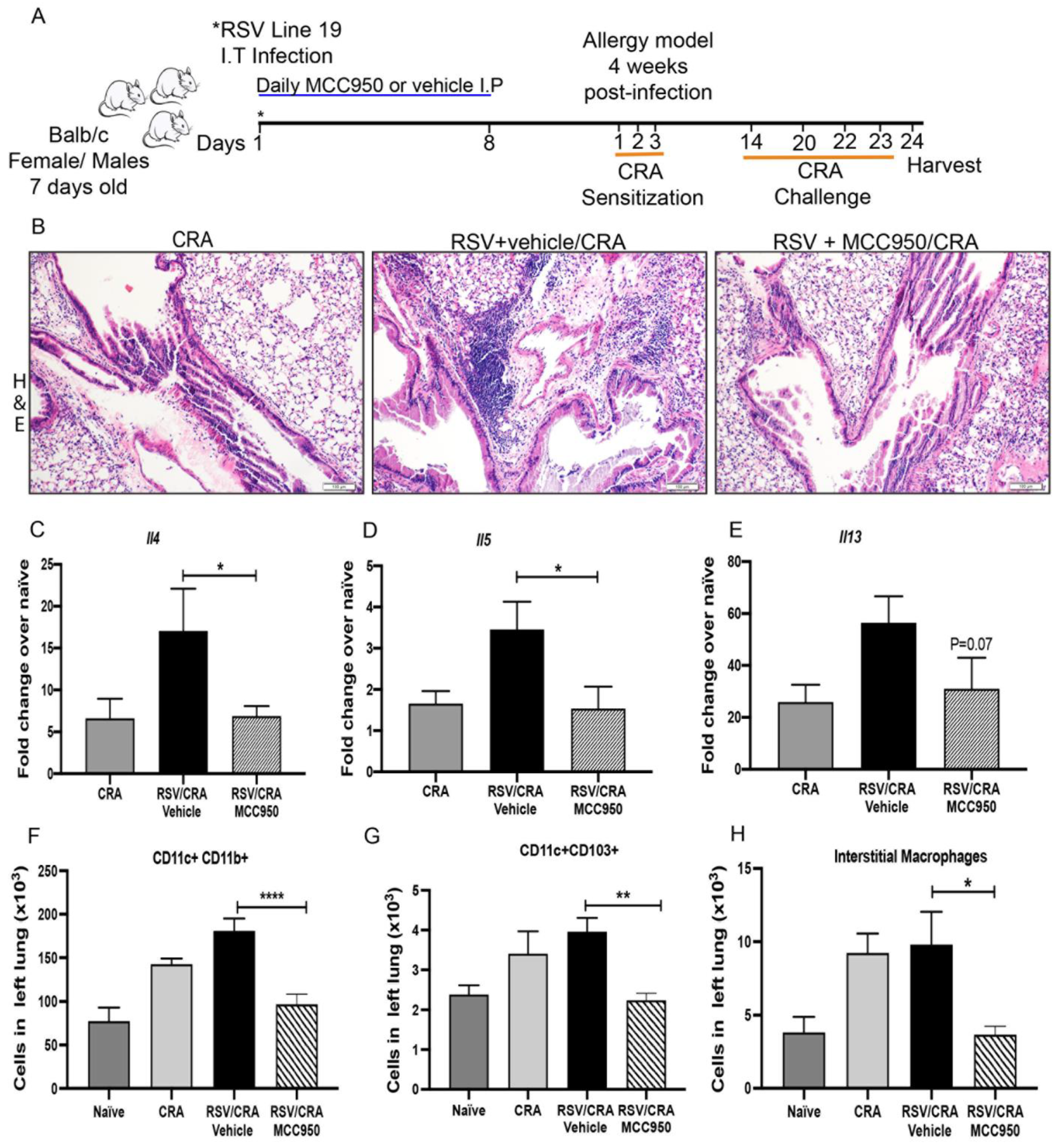 Viruses 13 00692 g007