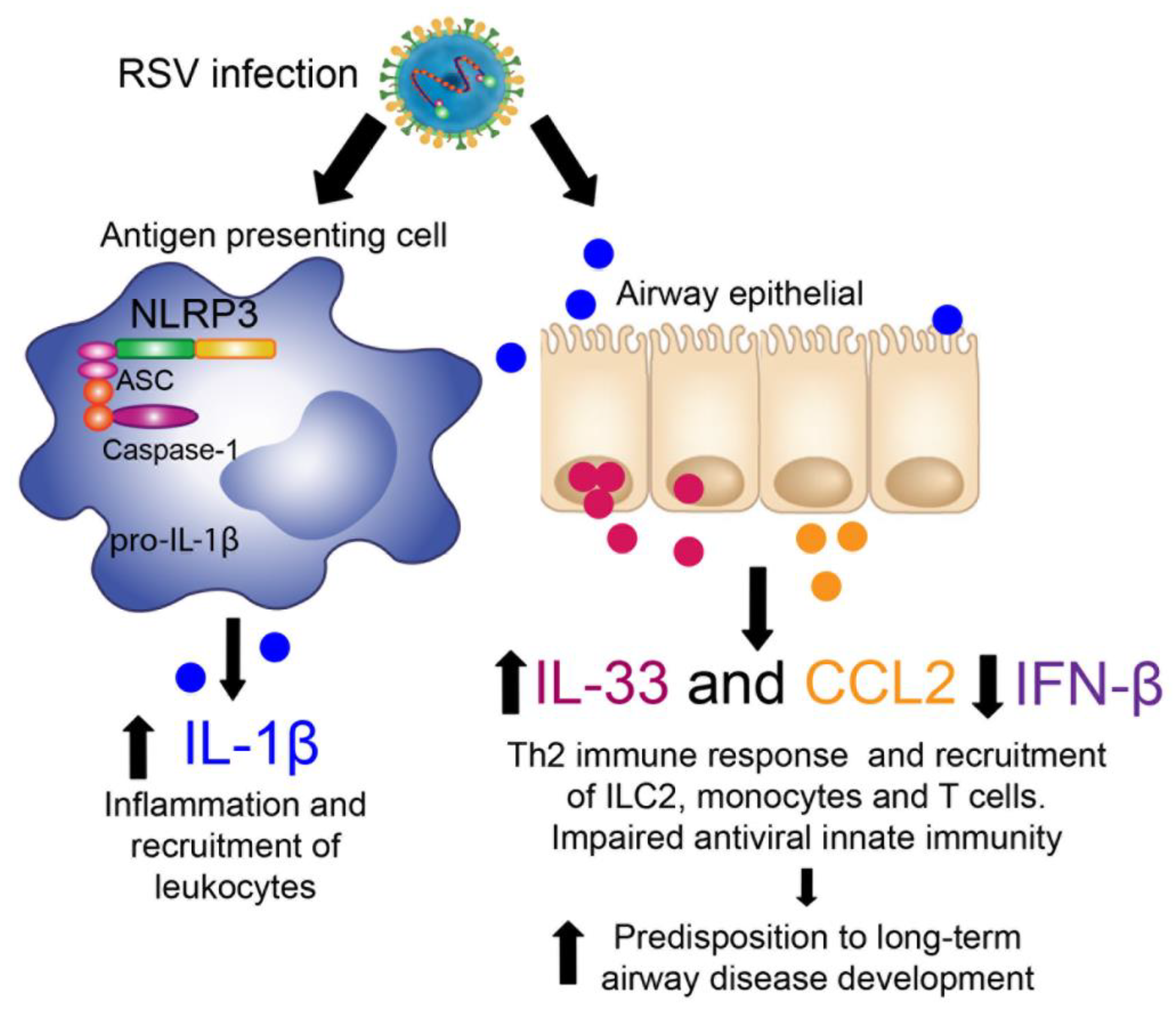 Viruses 13 00692 g008