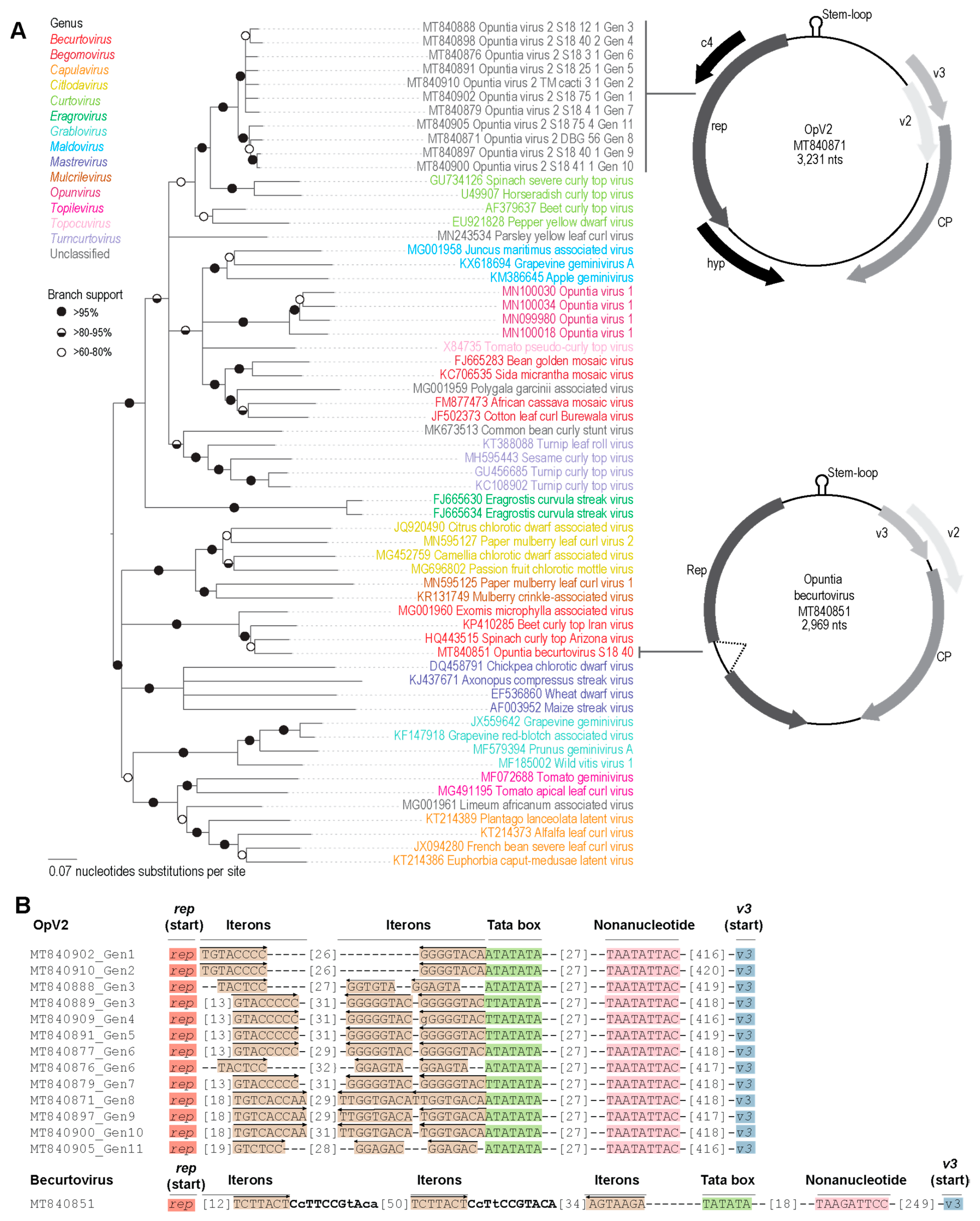 Viruses 13 00694 g001