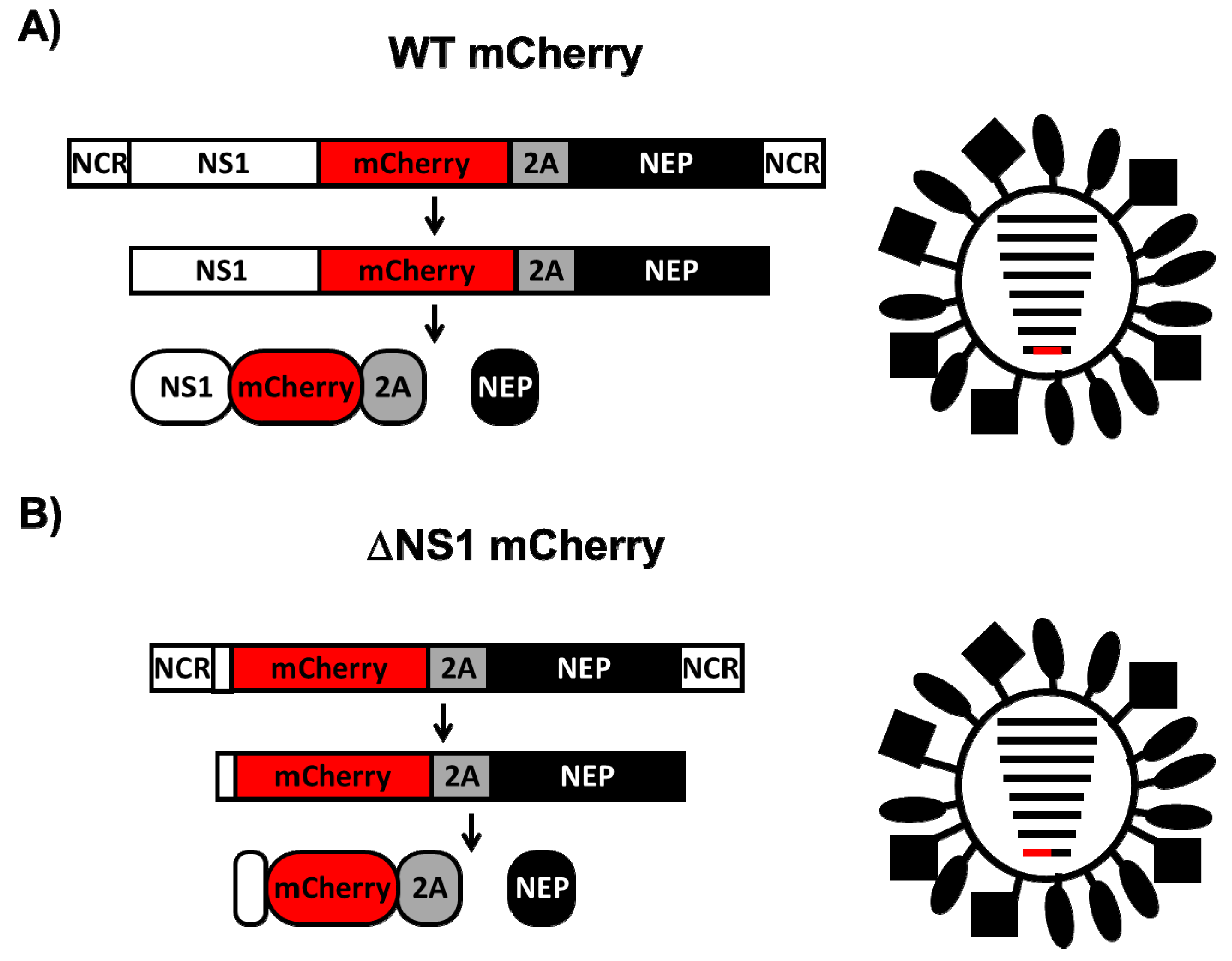 Viruses 13 00698 g001