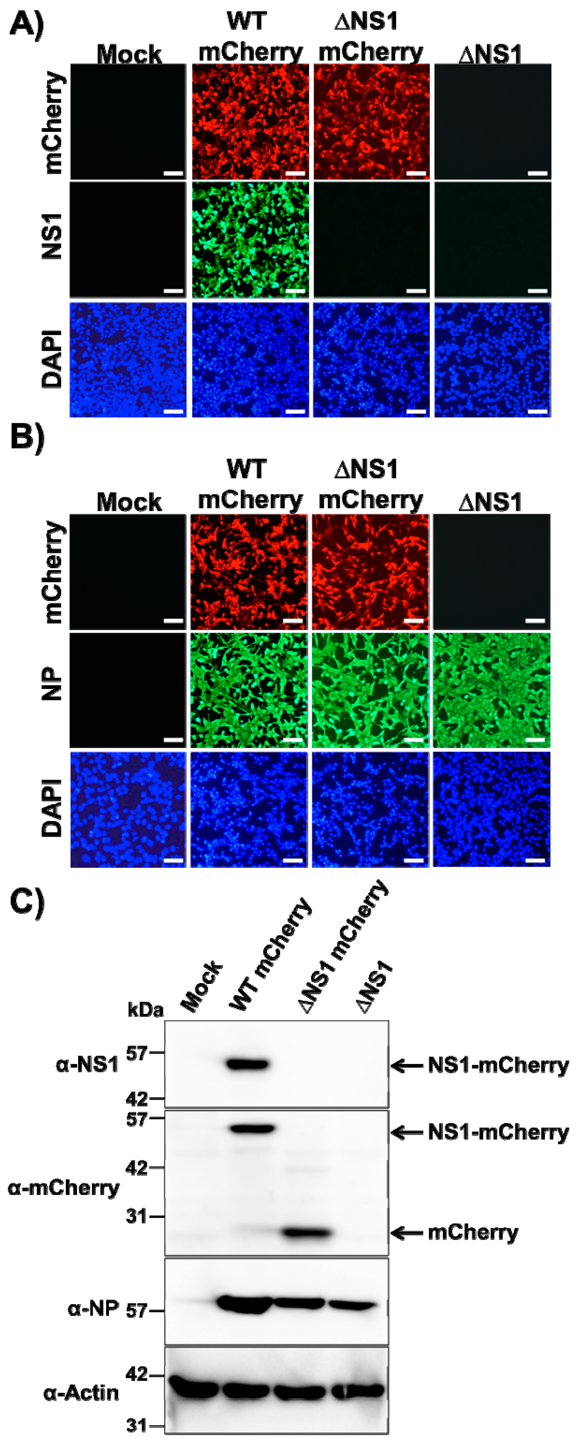 Viruses 13 00698 g002