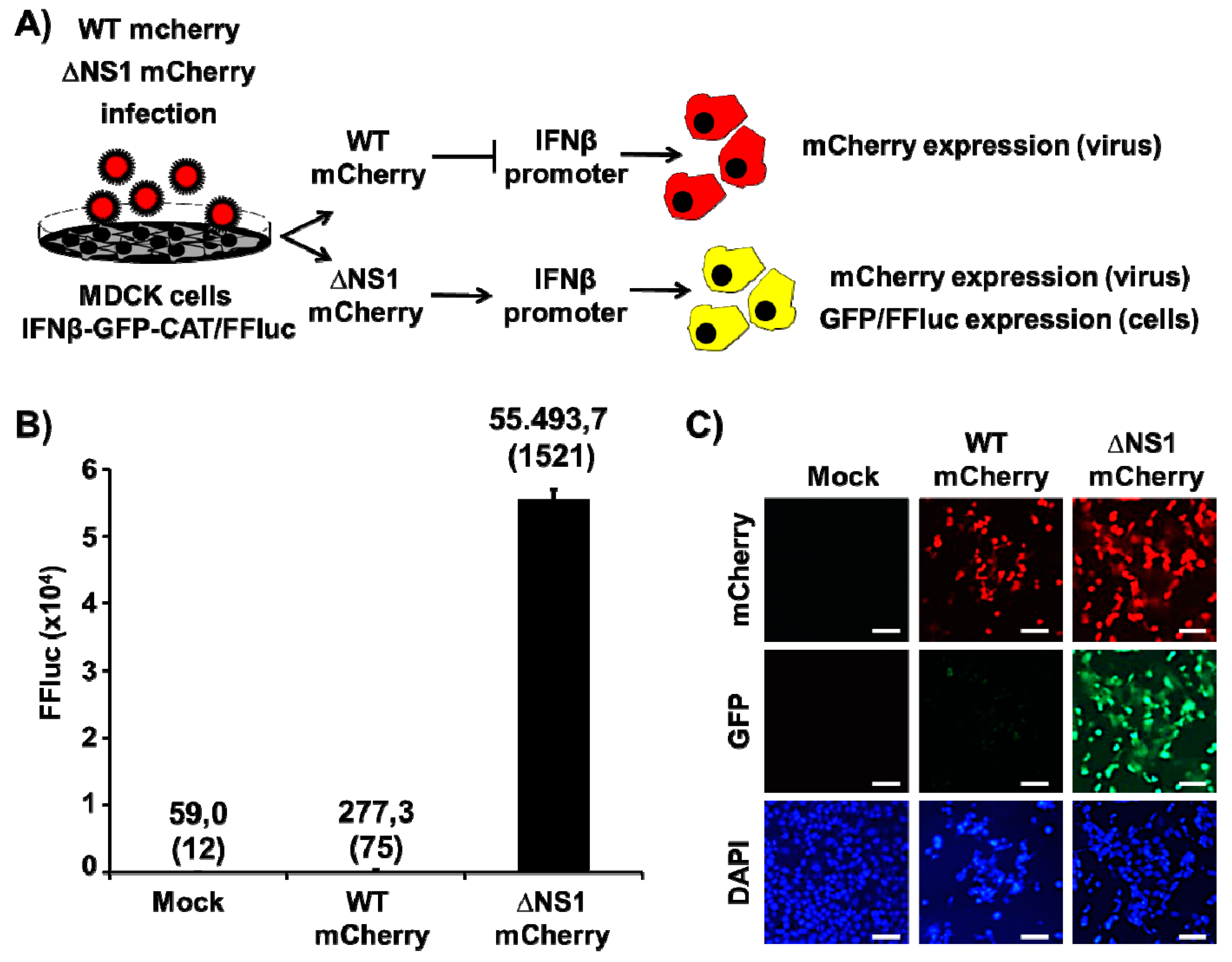 Viruses 13 00698 g004
