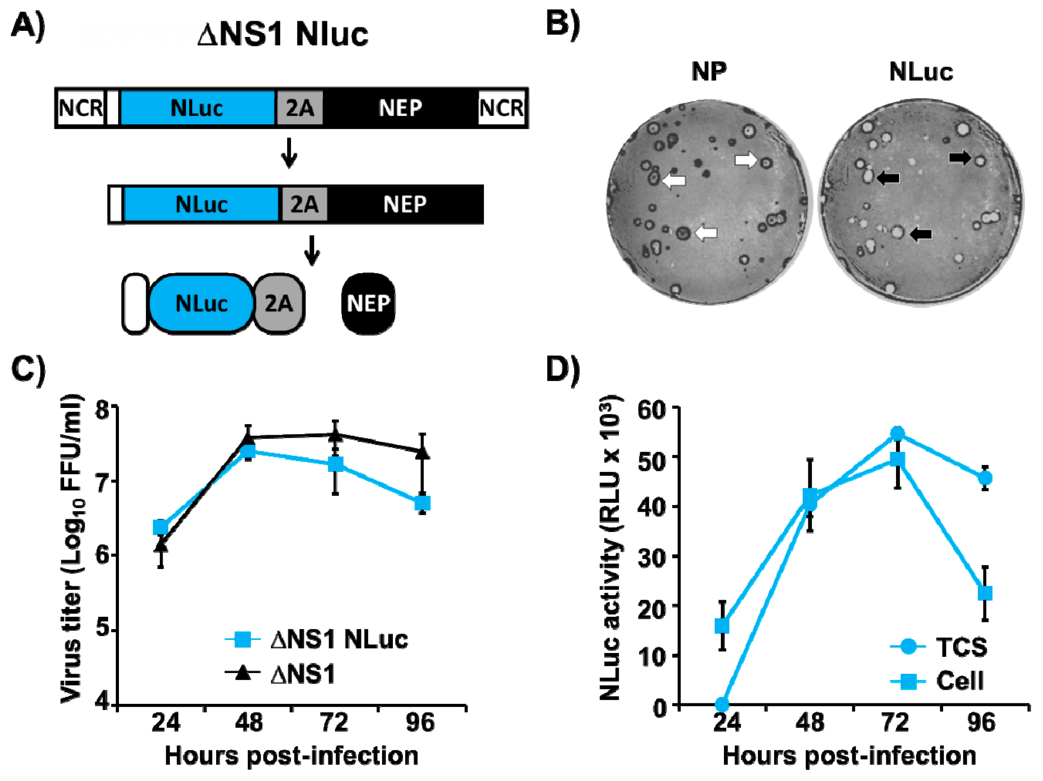Viruses 13 00698 g006