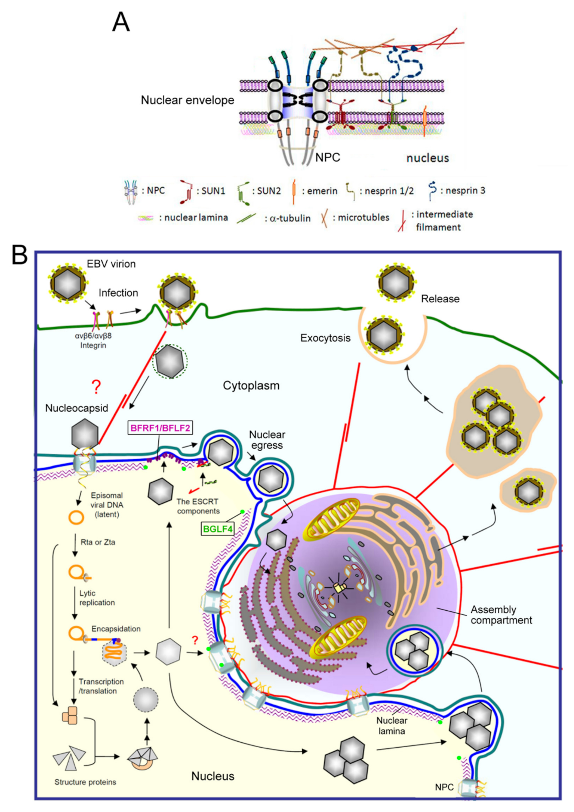 Viruses 13 00702 g001 Viruses 13 00702 g001