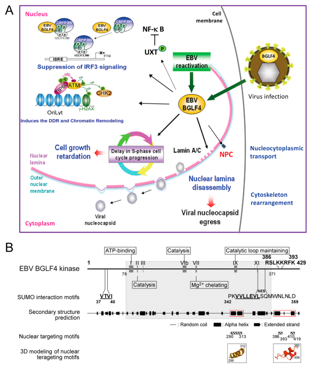 Viruses 13 00702 g002 Viruses 13 00702 g002