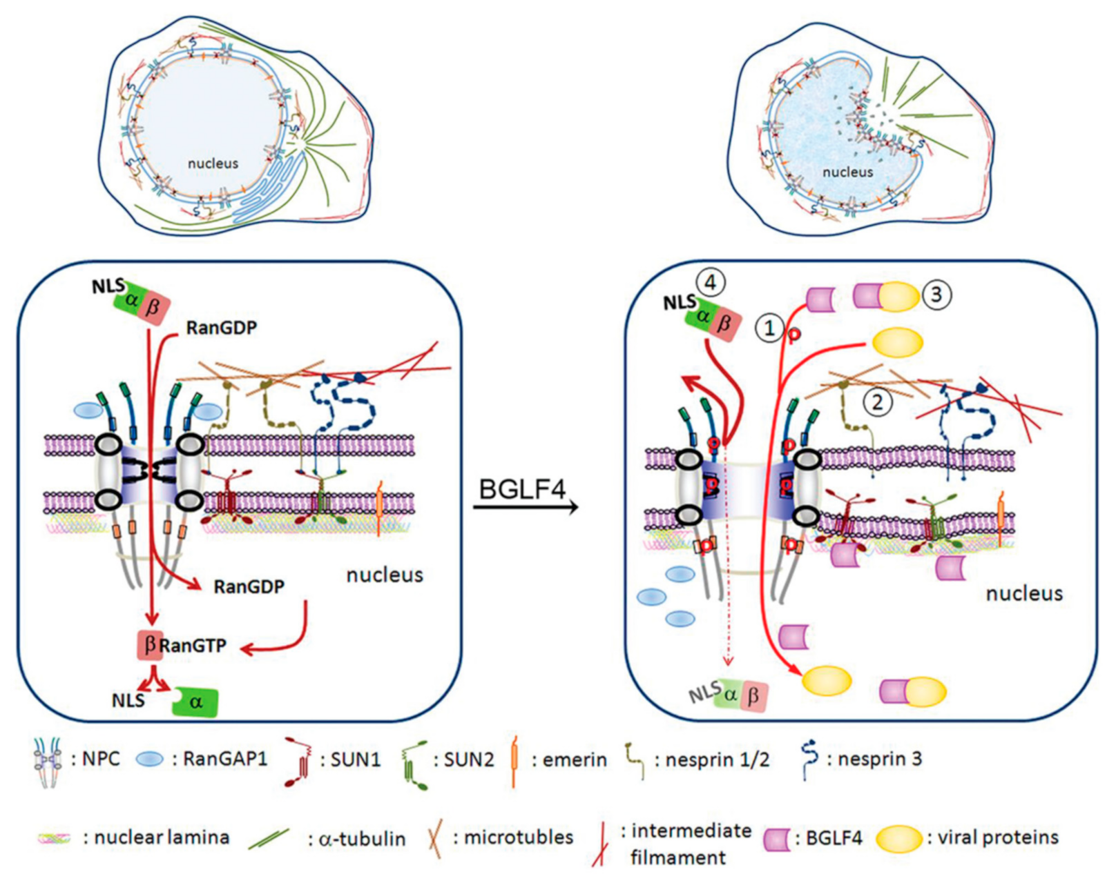 Viruses 13 00702 g003 Viruses 13 00702 g003