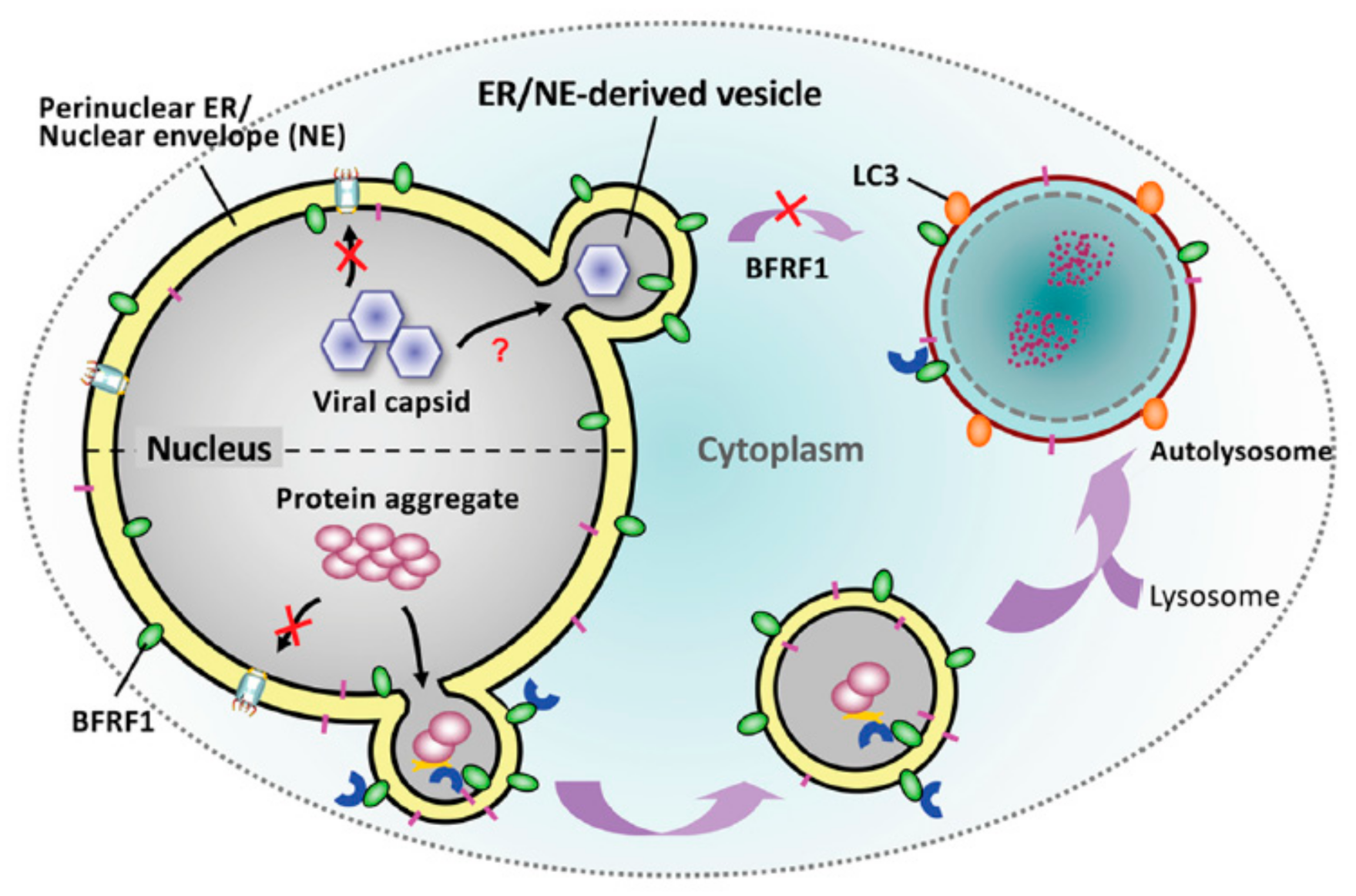 Viruses 13 00702 g005 Viruses 13 00702 g005