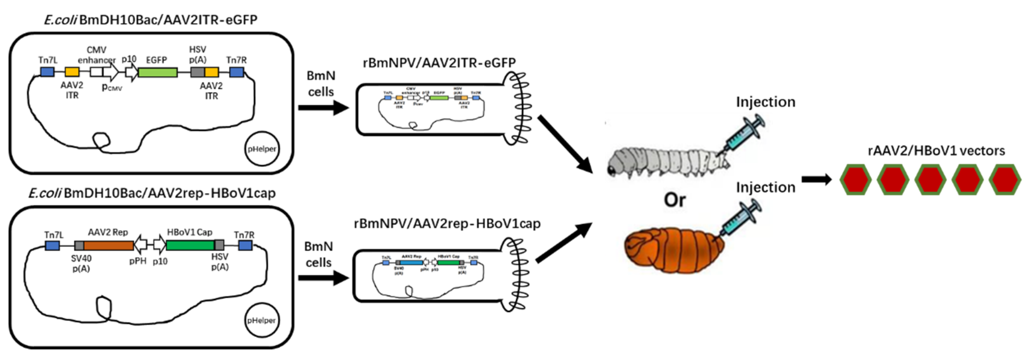 Viruses 13 00704 g001