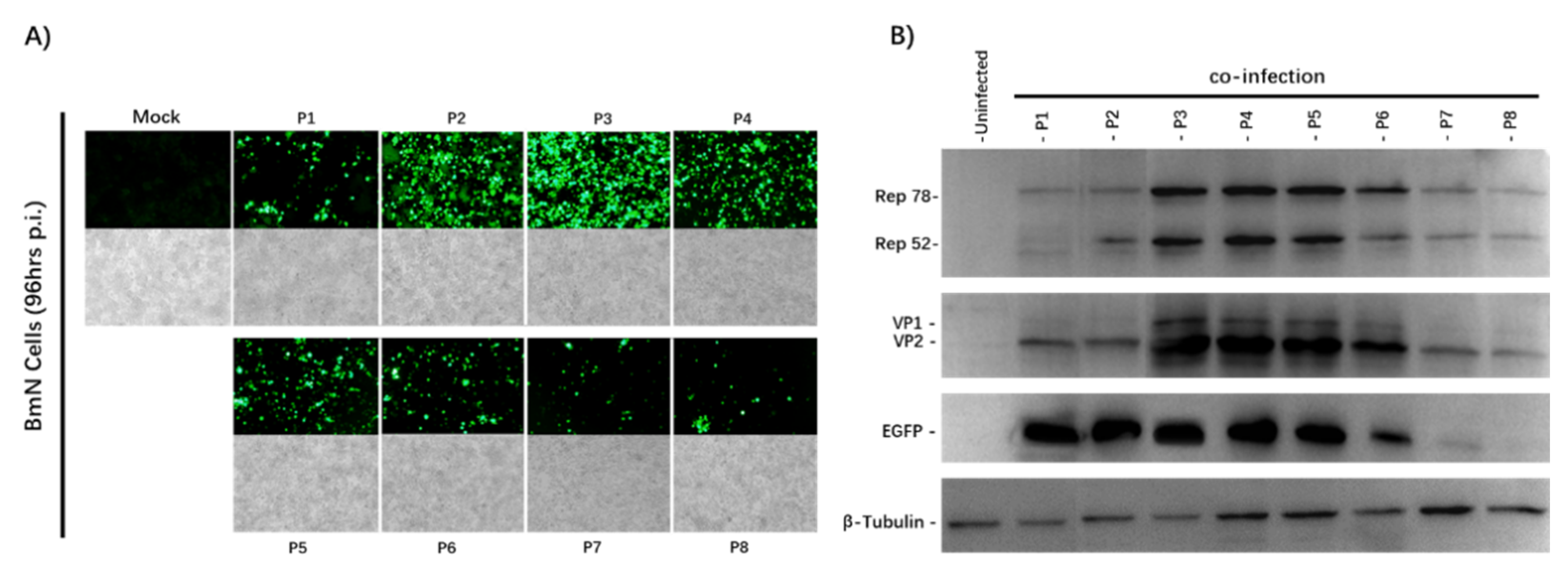 Viruses 13 00704 g002