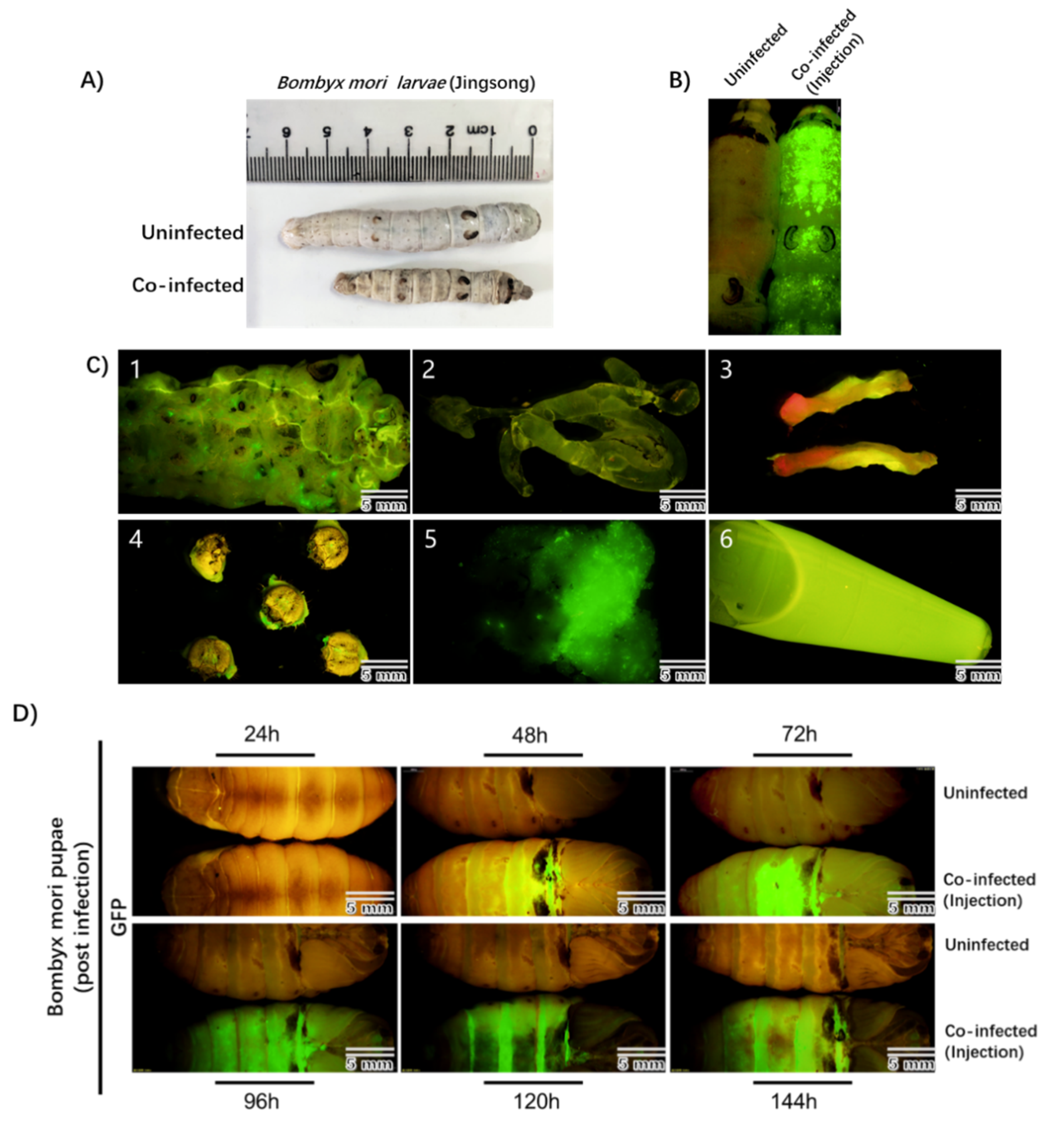 Viruses 13 00704 g003