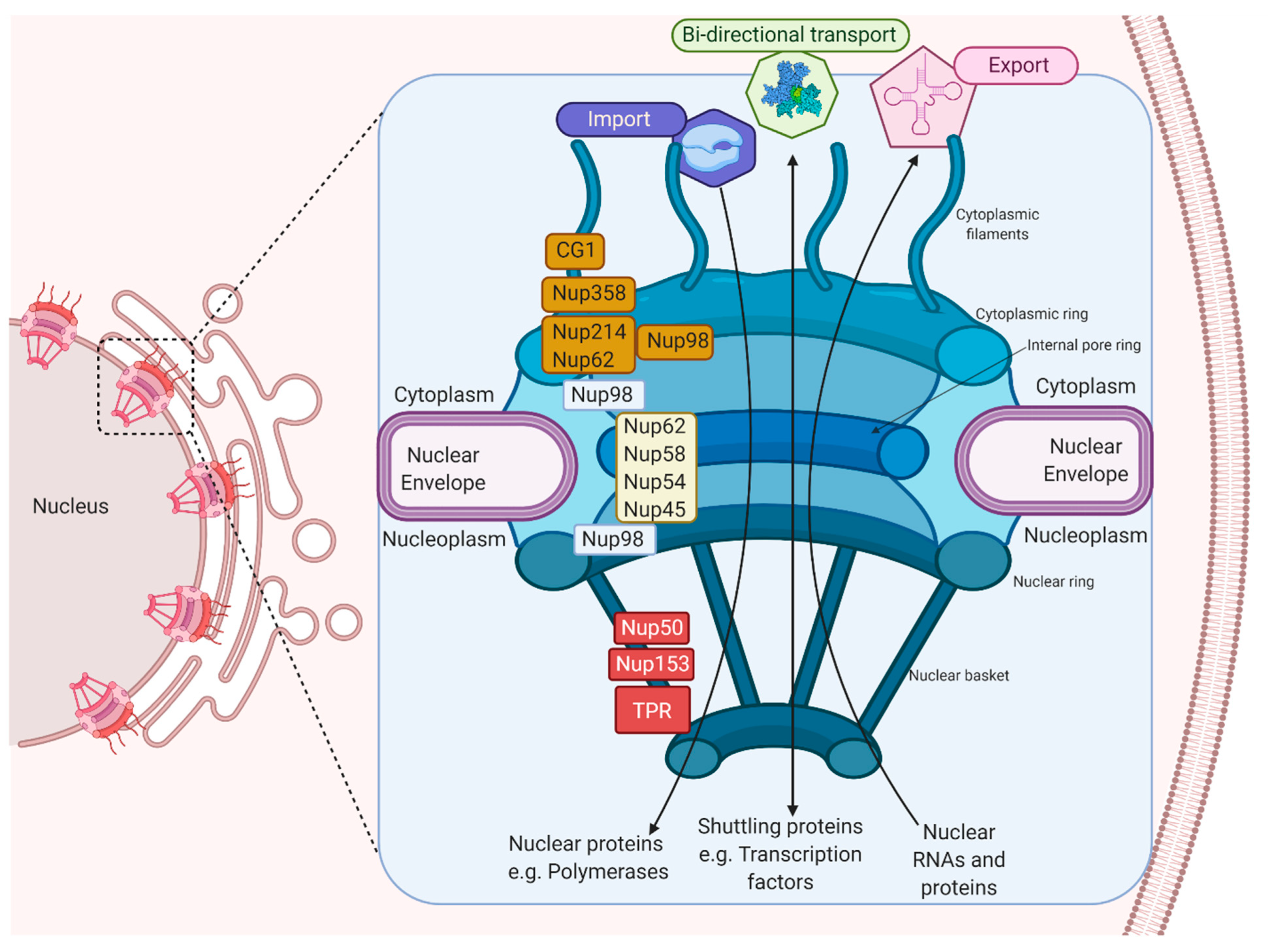 Viruses 13 00706 g001