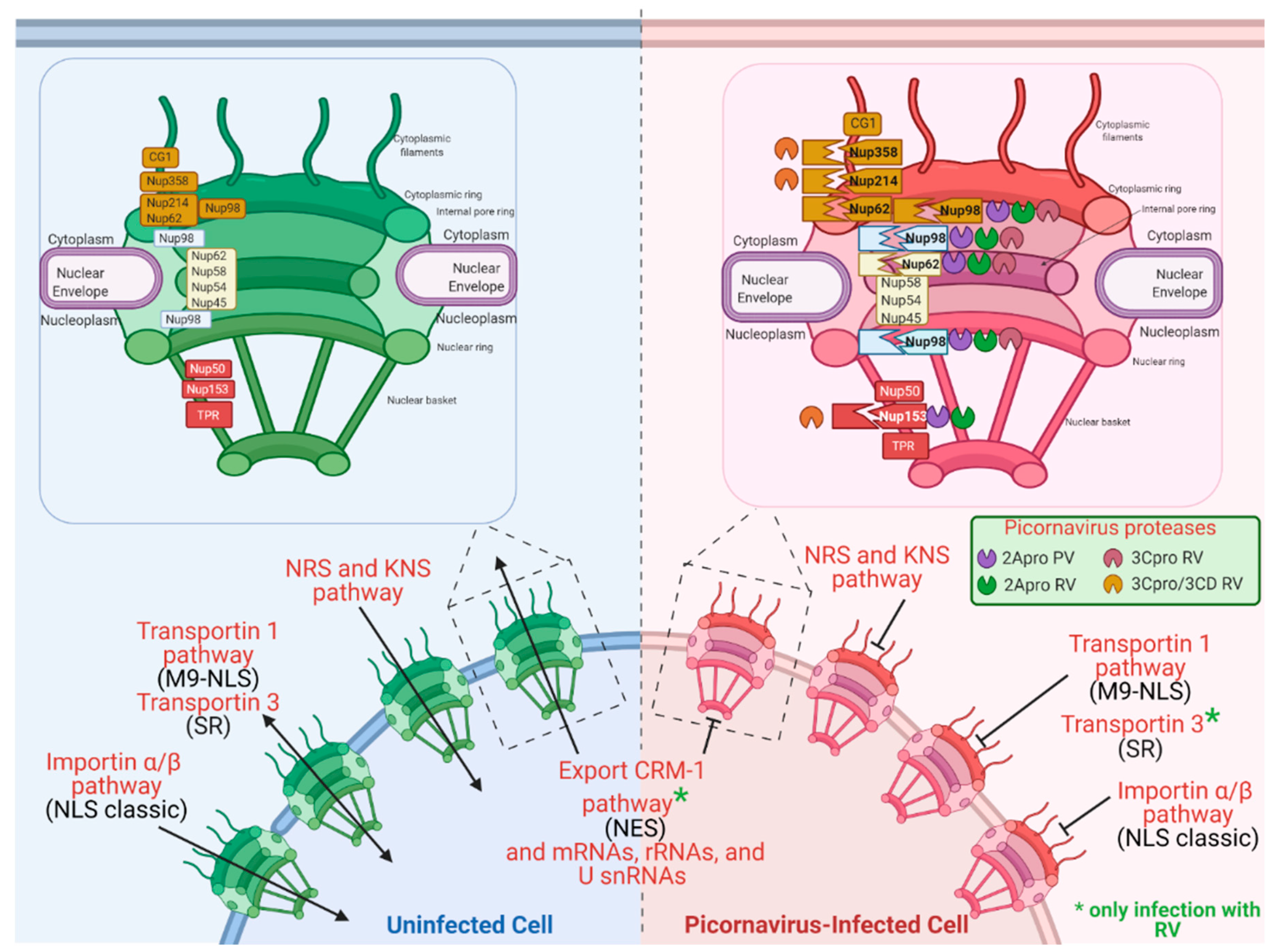 Viruses 13 00706 g005
