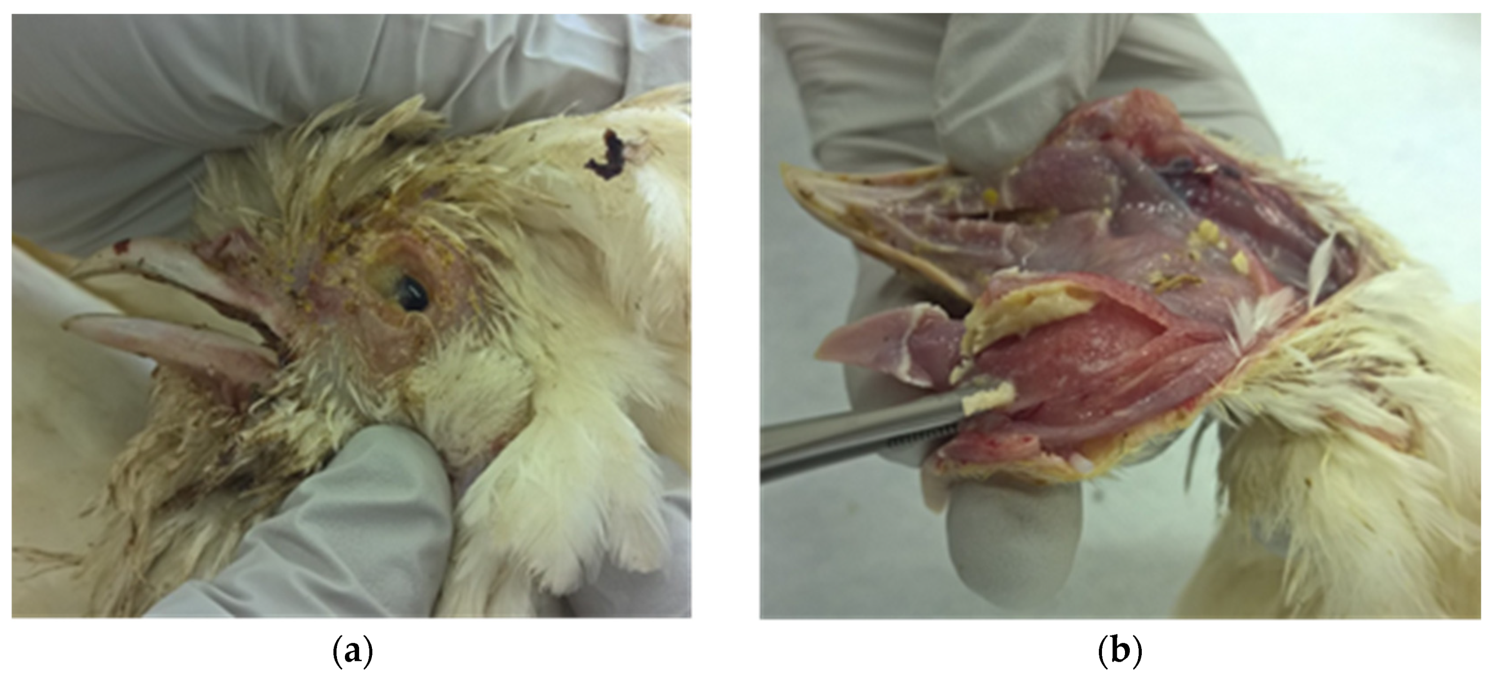 Viruses 13 00707 g001