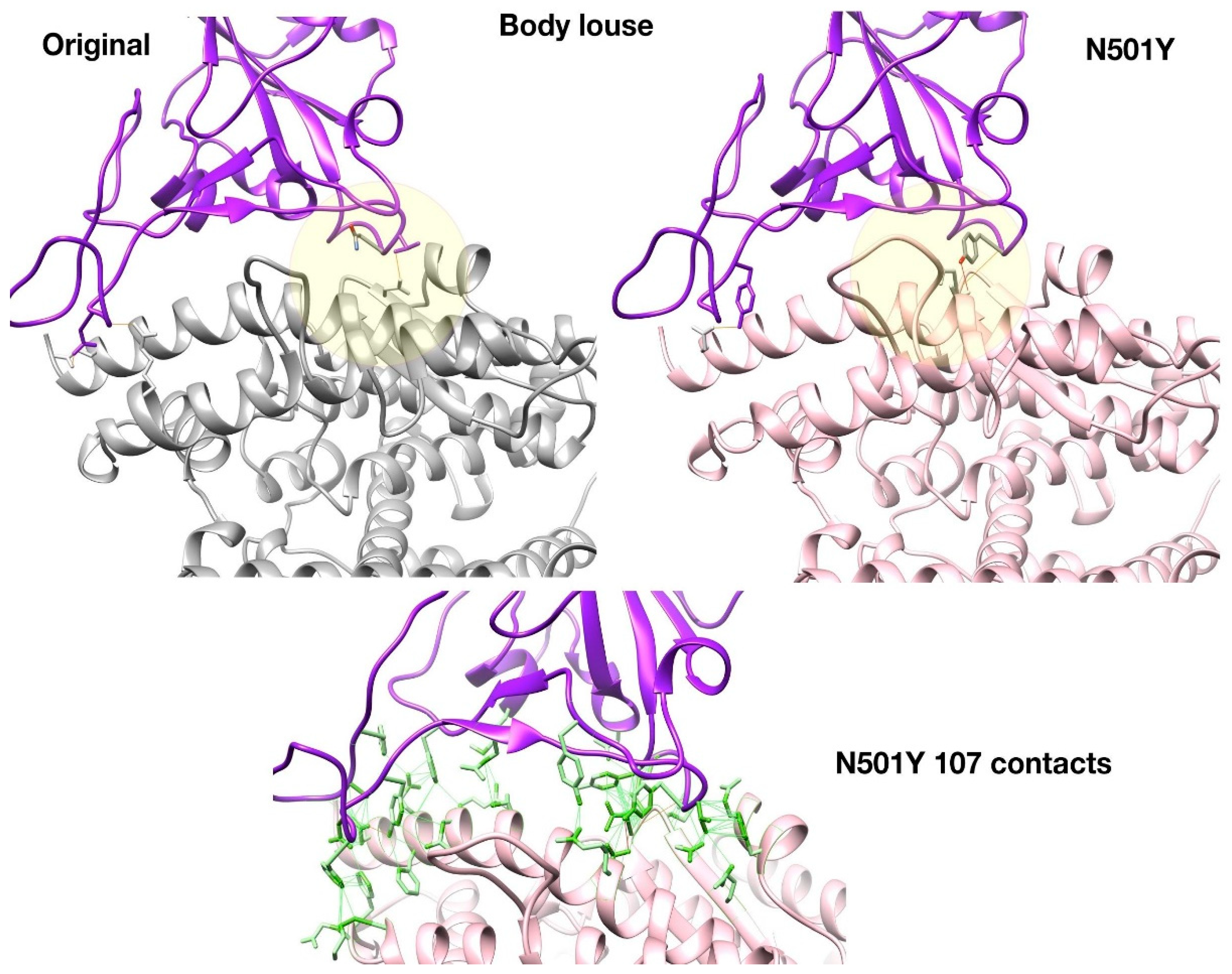 Viruses 13 00708 g004