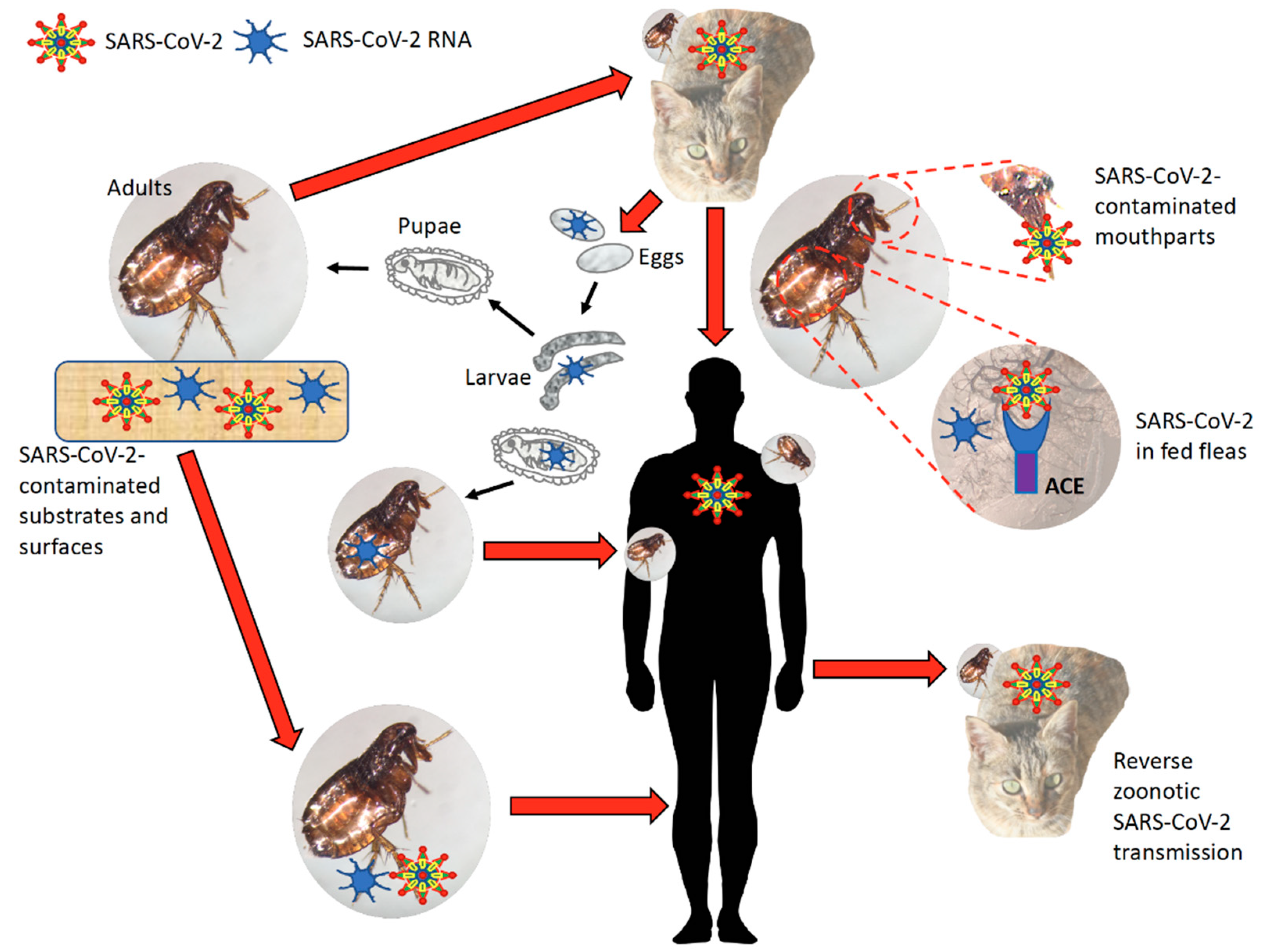 Viruses 13 00708 g007