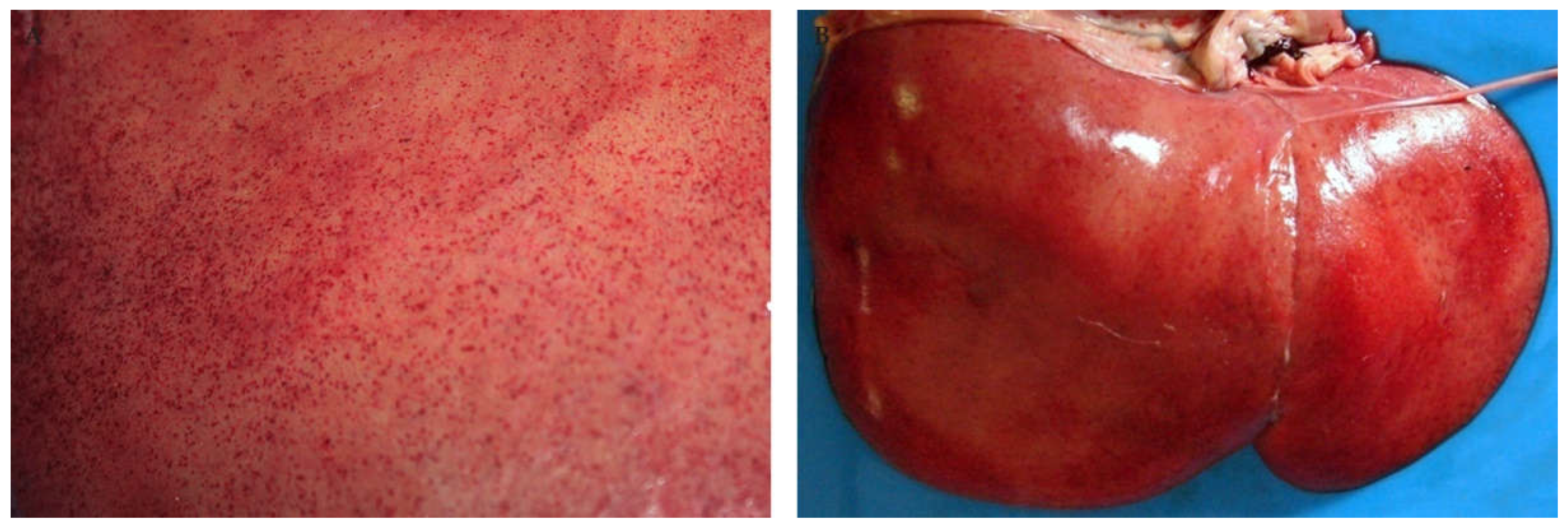 Viruses 13 00709 g001