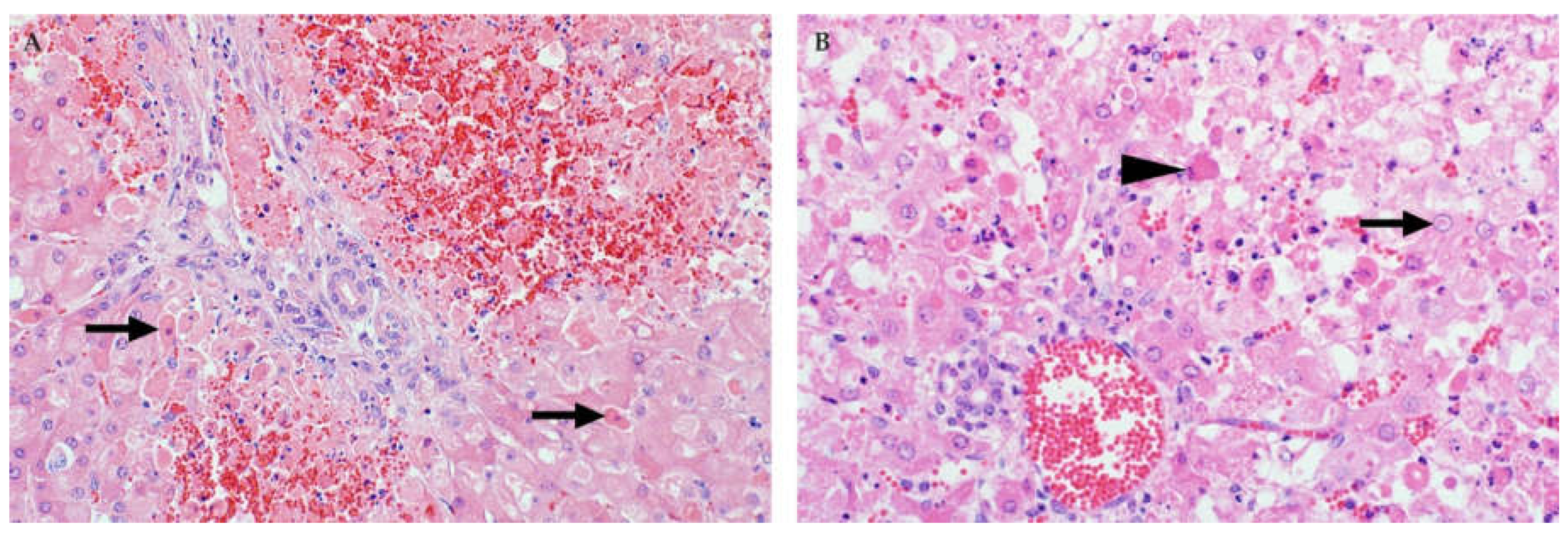 Viruses 13 00709 g003