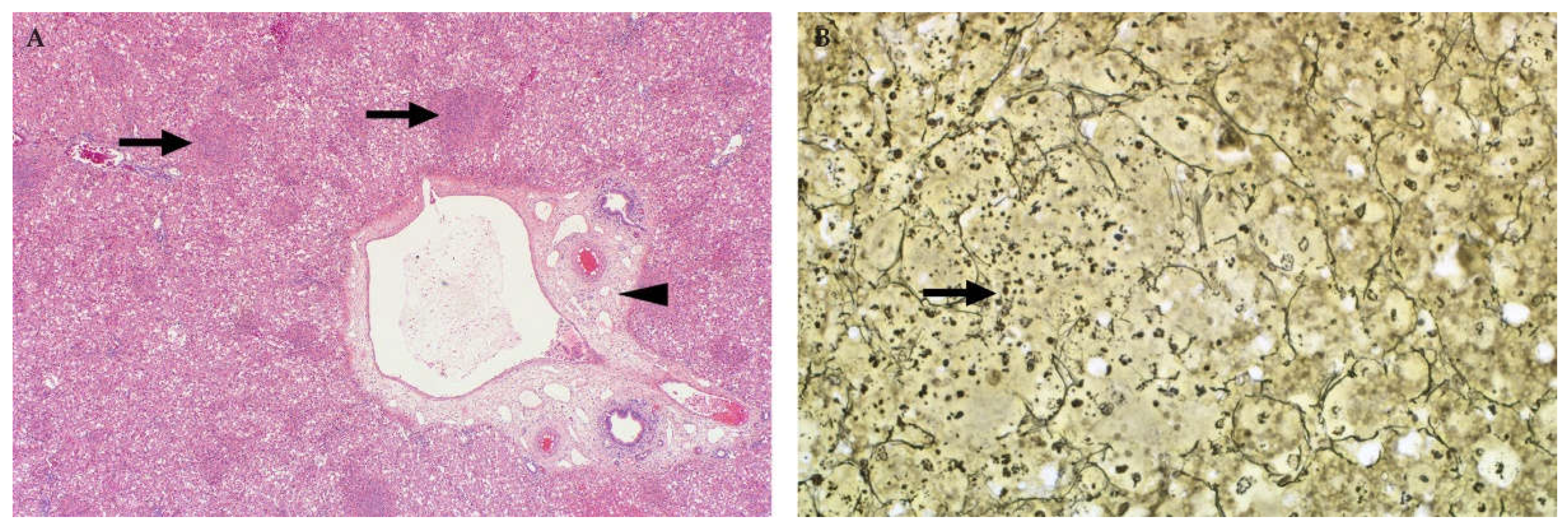 Viruses 13 00709 g004