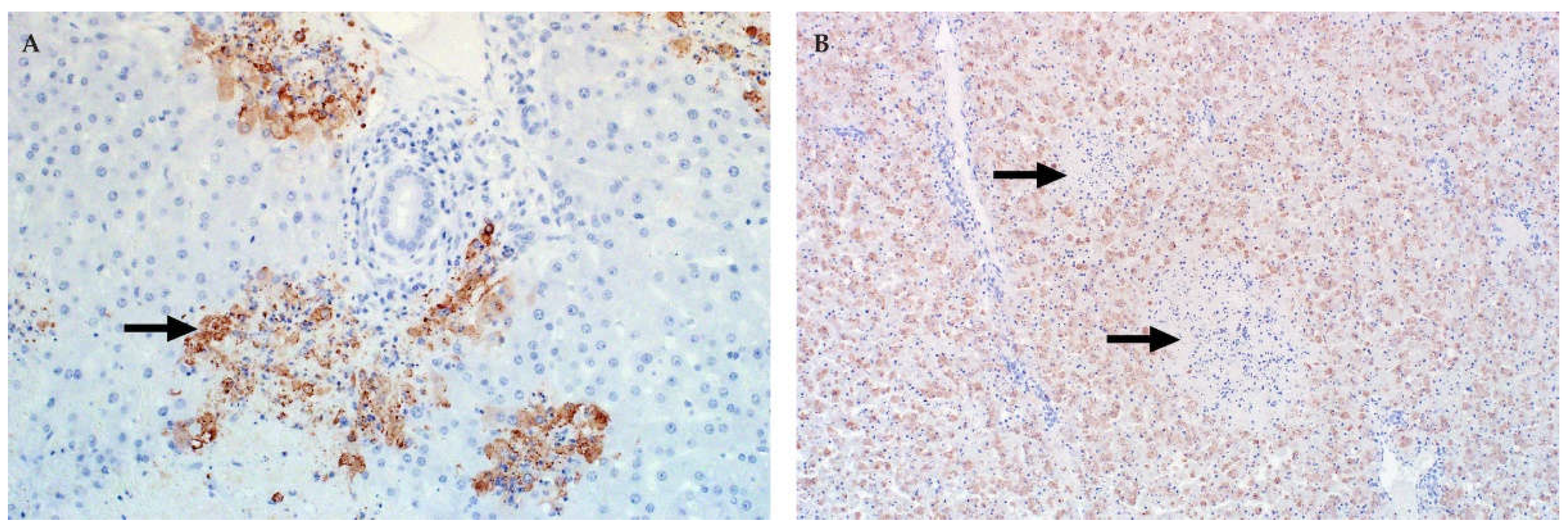 Viruses 13 00709 g005