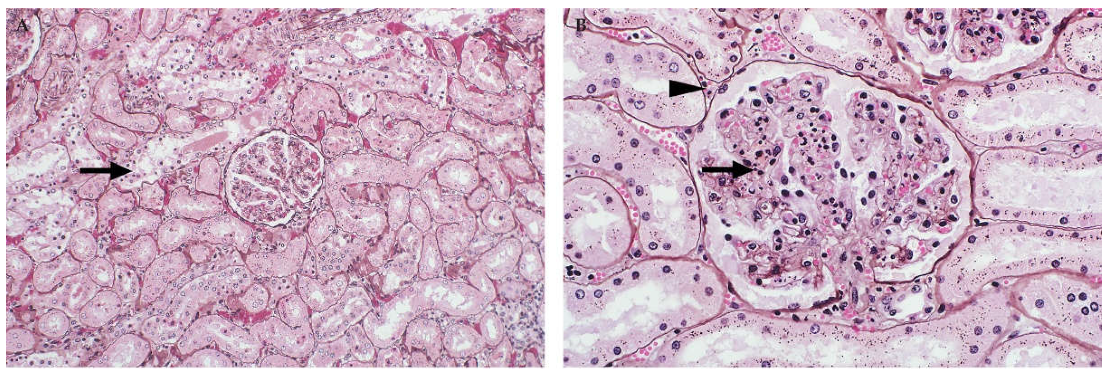 Viruses 13 00709 g006