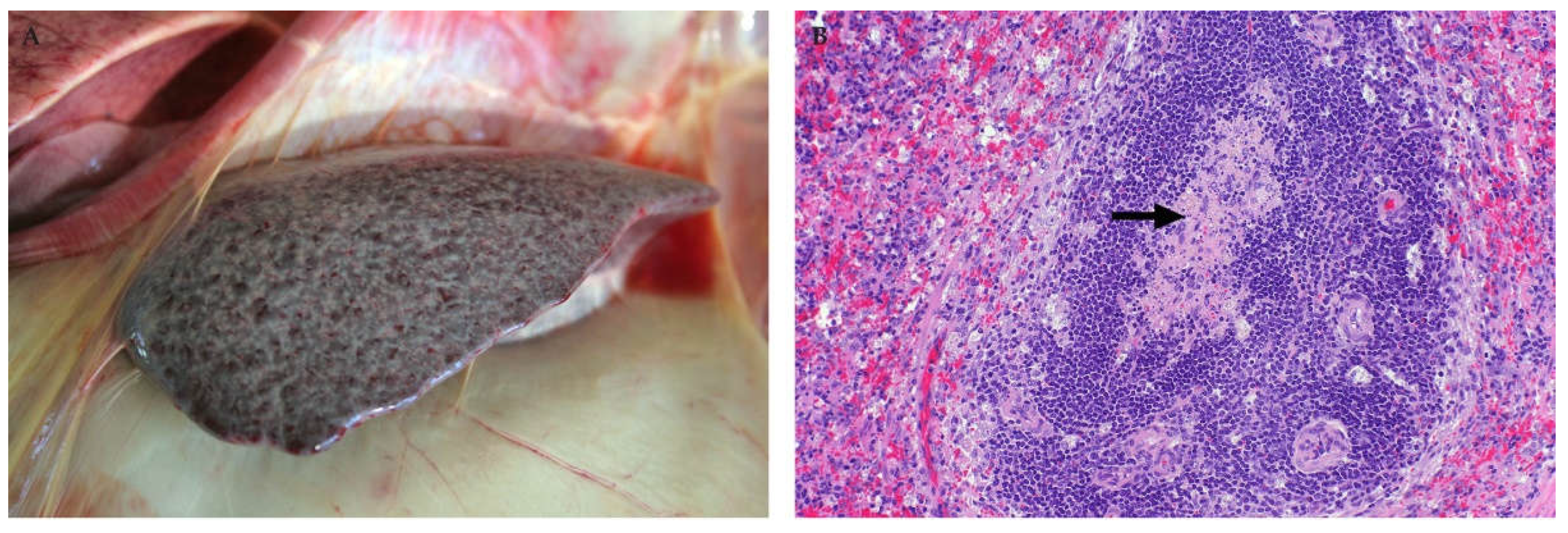 Viruses 13 00709 g008