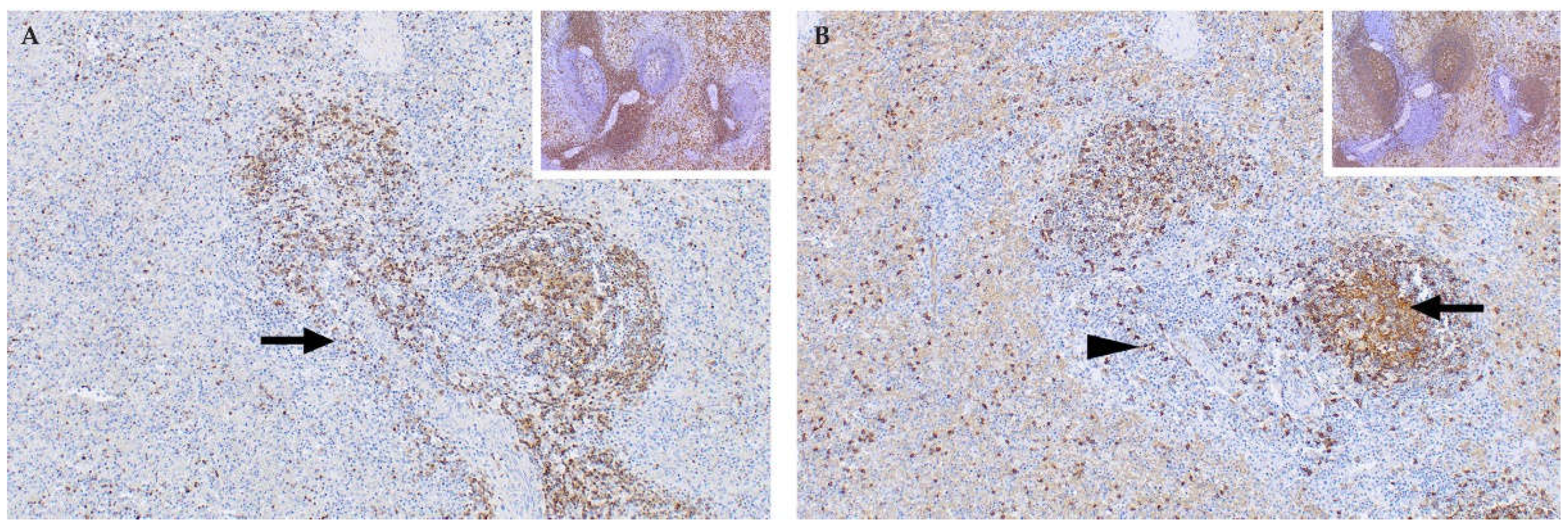 Viruses 13 00709 g009