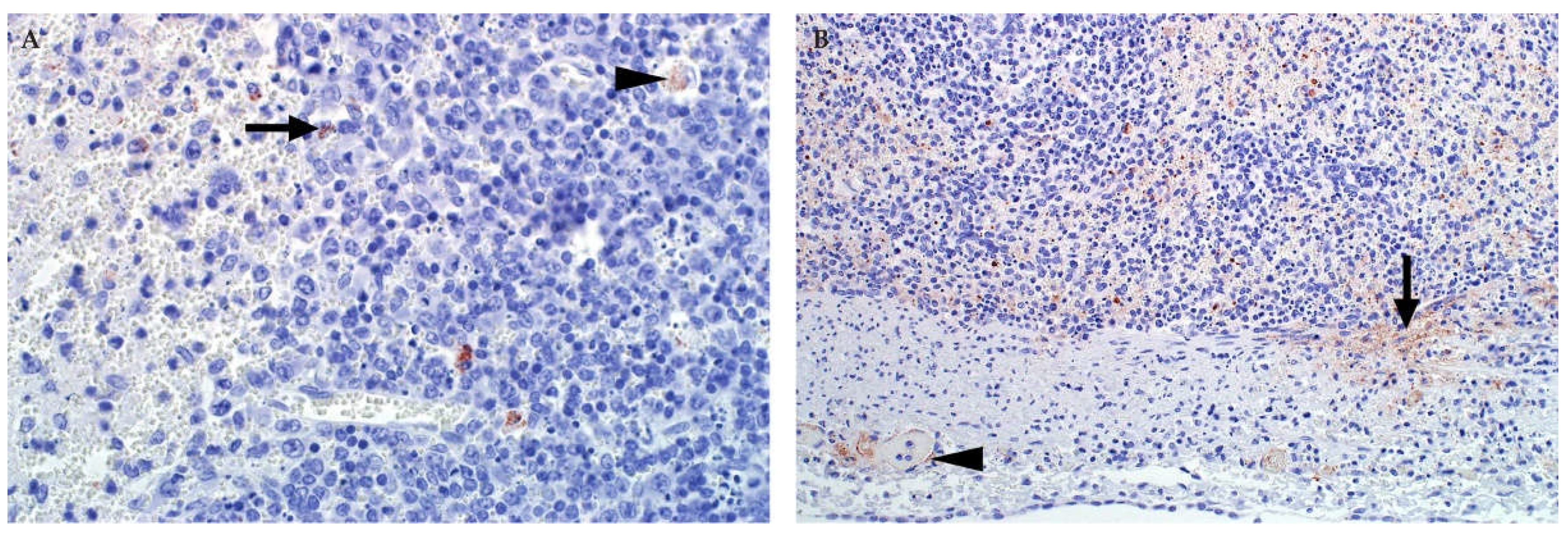 Viruses 13 00709 g010