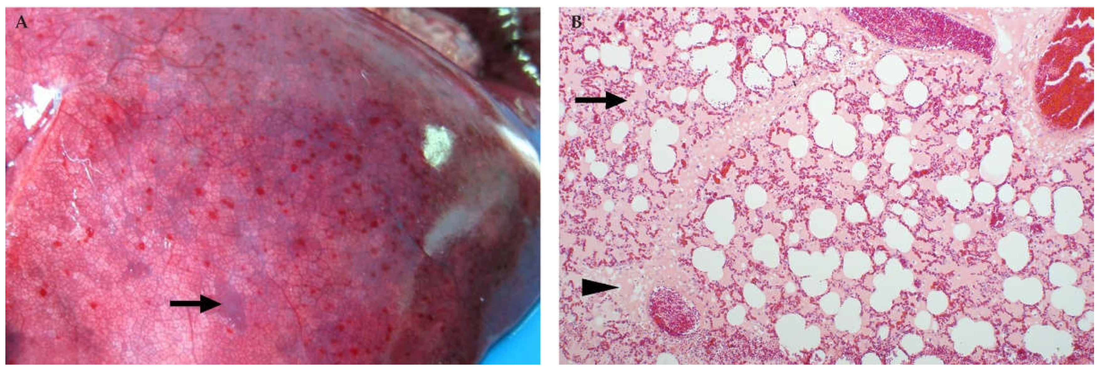 Viruses 13 00709 g011